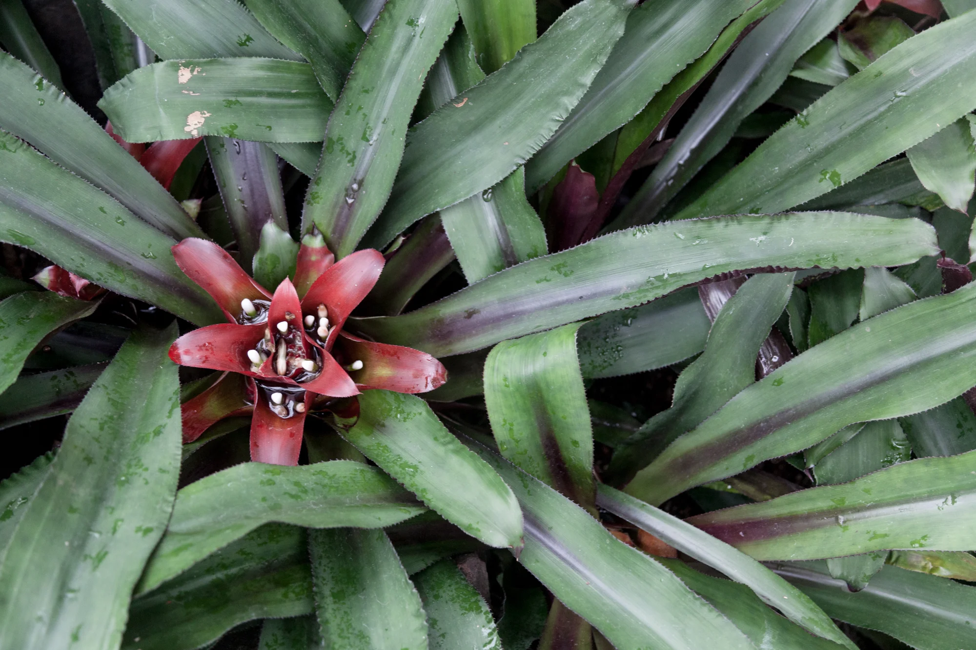 Bromeliad-Homestead-Brooklyn.jpg