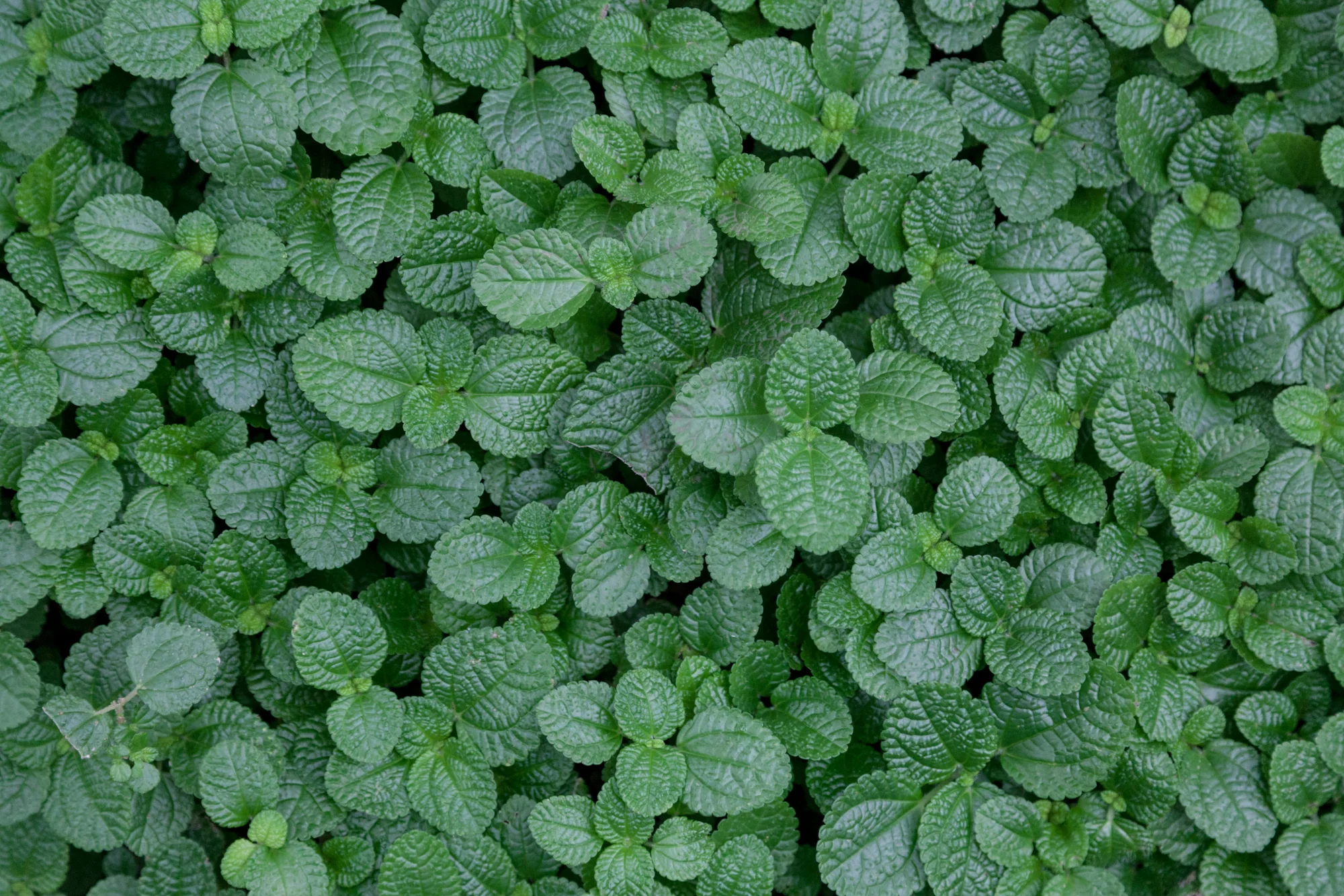 Pilea depressa, otherwise known as large creeping Charlie. 