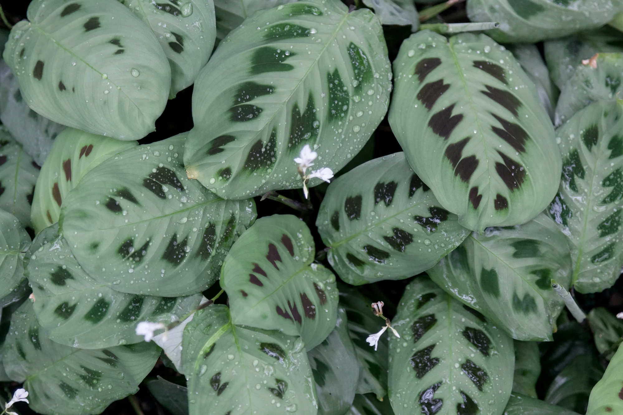 Maranta leuconeura erythroneura in bloom at the Garfield Park Conservatory. 