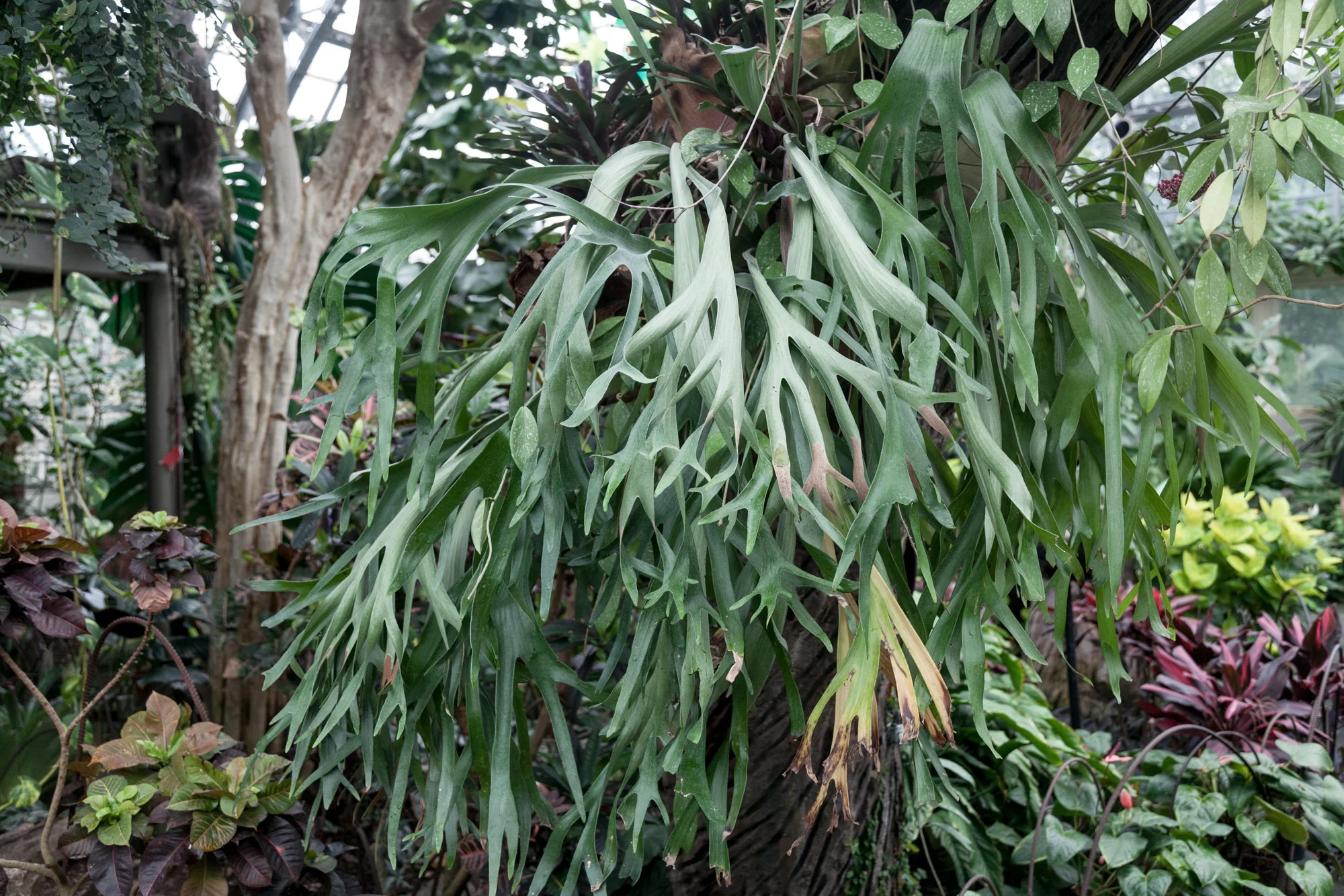 Staghorn-fern-Garfield-Park-Conservatory-Homestead-Brooklyn.jpg