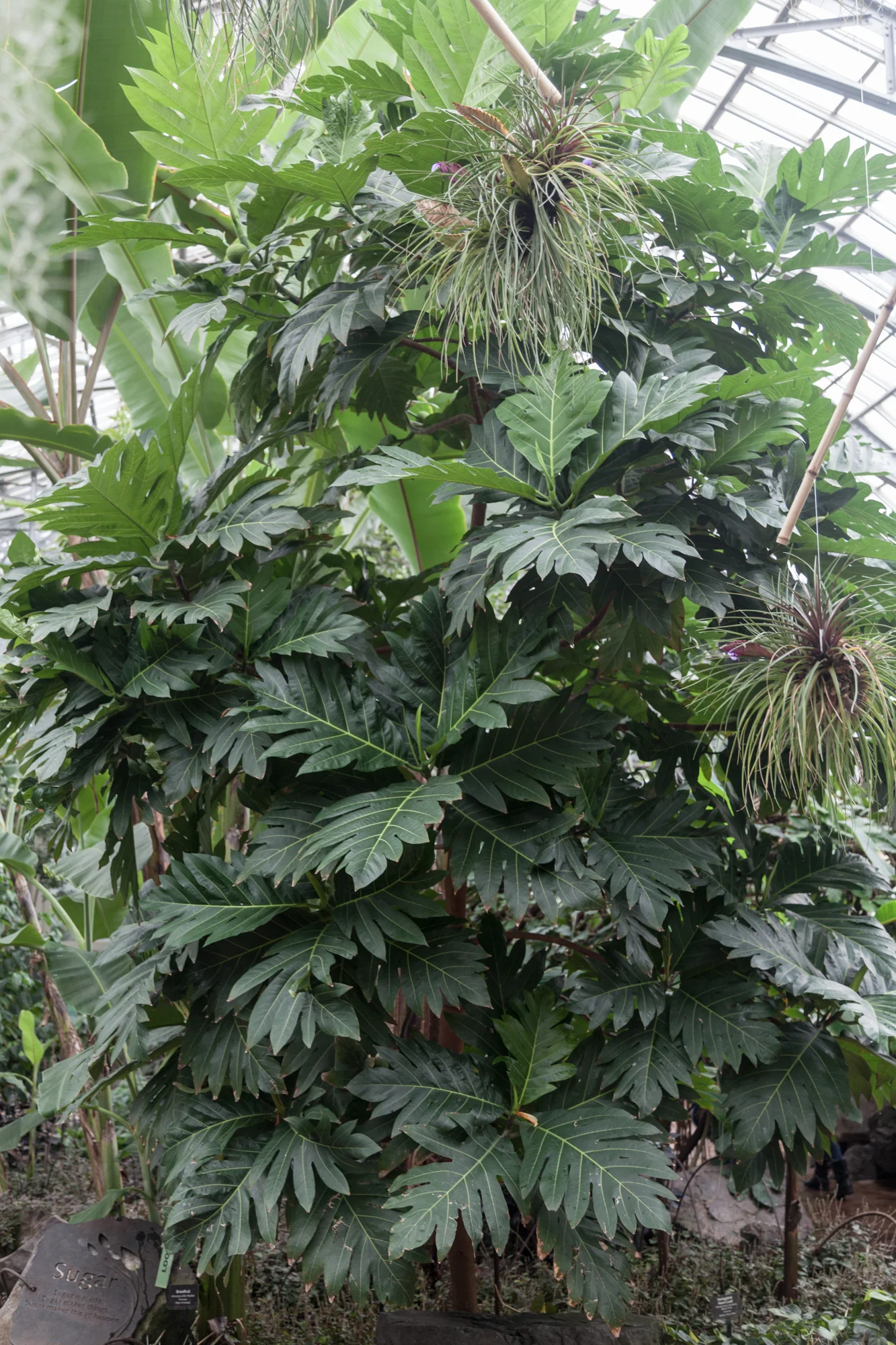 Breadfruit ( Artocarpus altilis ' Ma'afala')