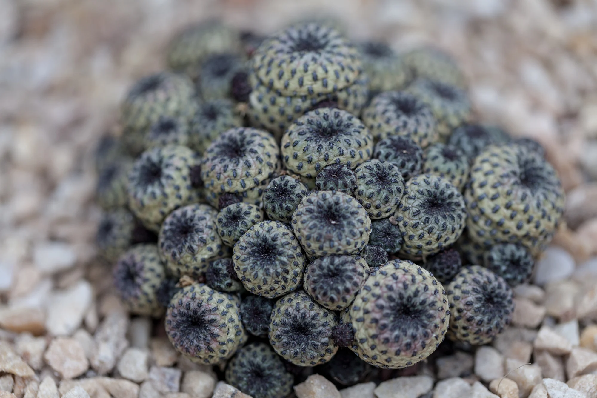 cacti-Garfield-Park-Conservatory-Homestead-Brooklyn.jpg