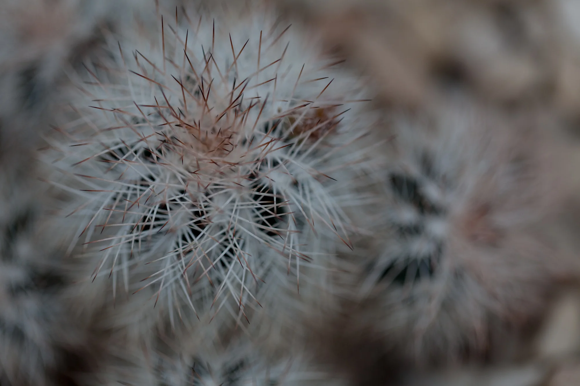 cacti-Garfield-Park-Conservatory-Homestead-Brooklyn.jpg