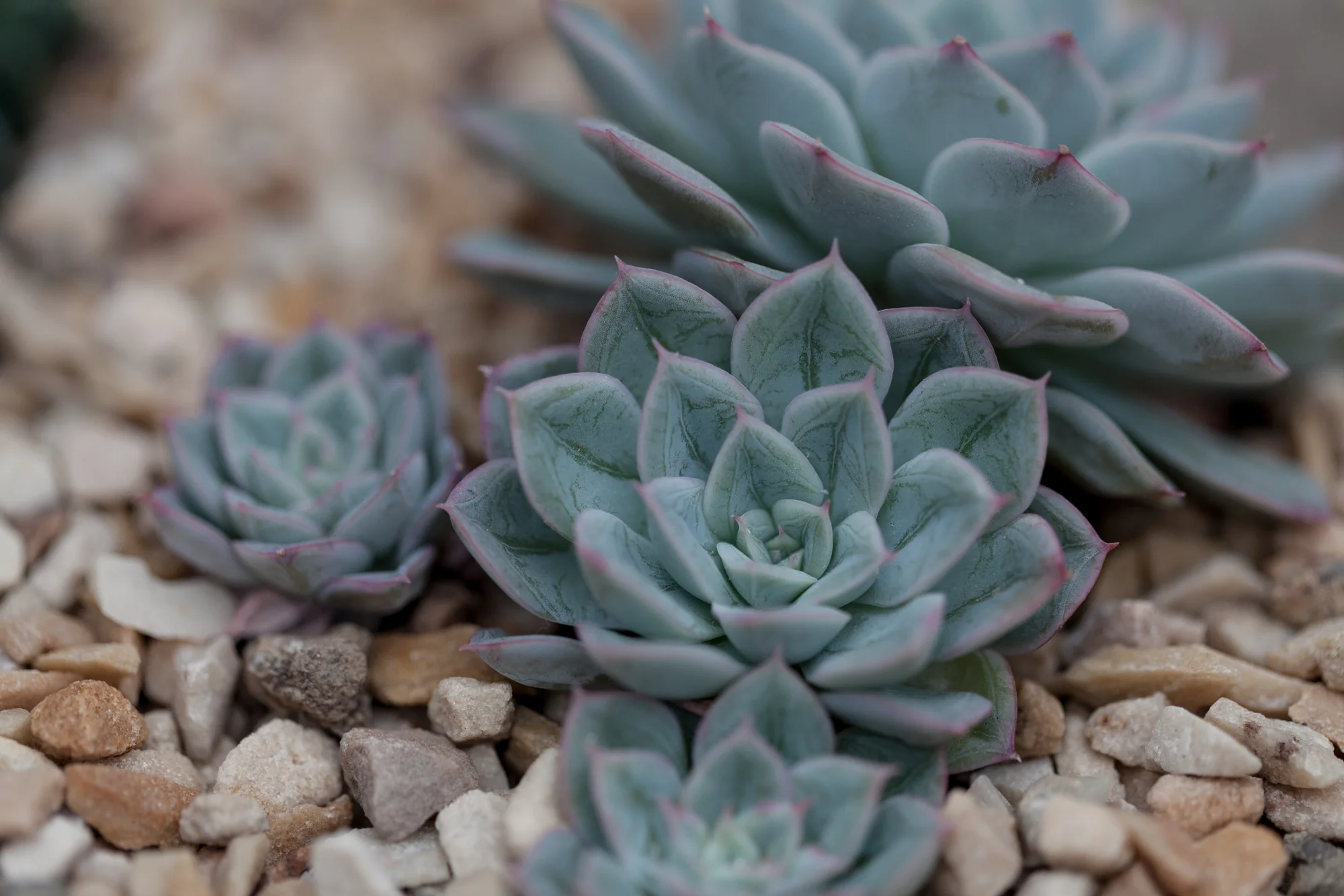 cacti-Garfield-Park-Conservatory-Homestead-Brooklyn.jpg