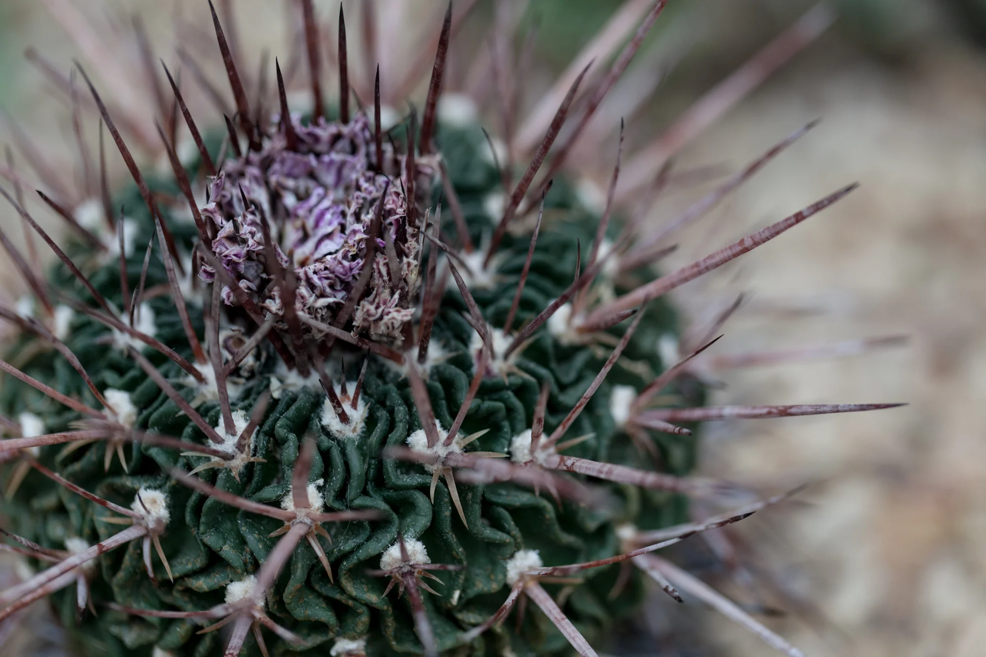 cacti-Garfield-Park-Conservatory-Homestead-Brooklyn.jpg