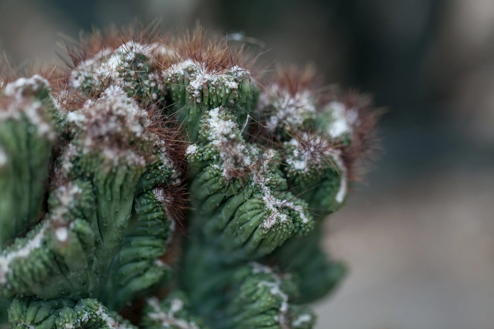 cacti-Garfield-Park-Conservatory-Homestead-Brooklyn.jpg