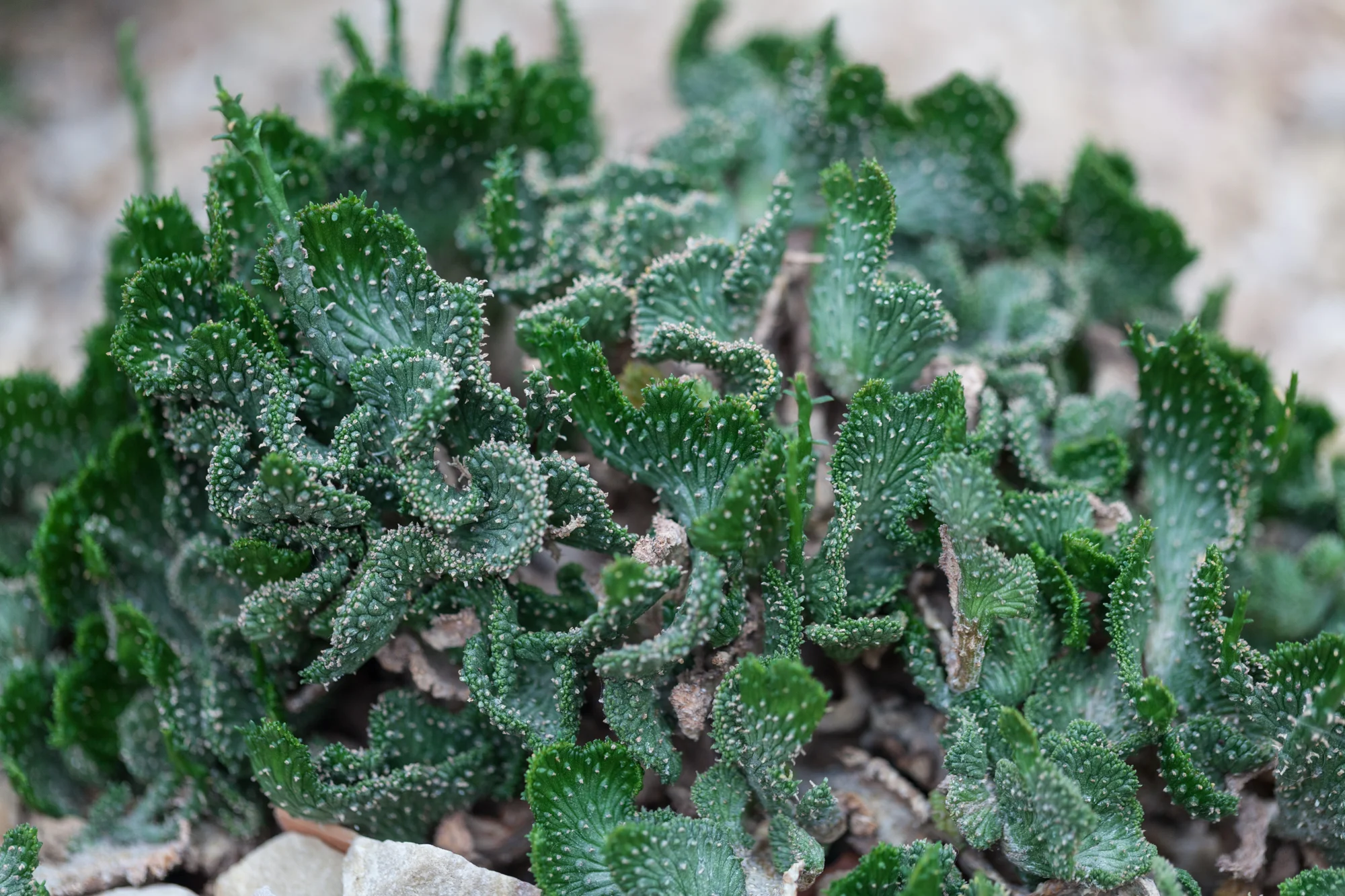 cacti-Garfield-Park-Conservatory-Homestead-Brooklyn.jpg
