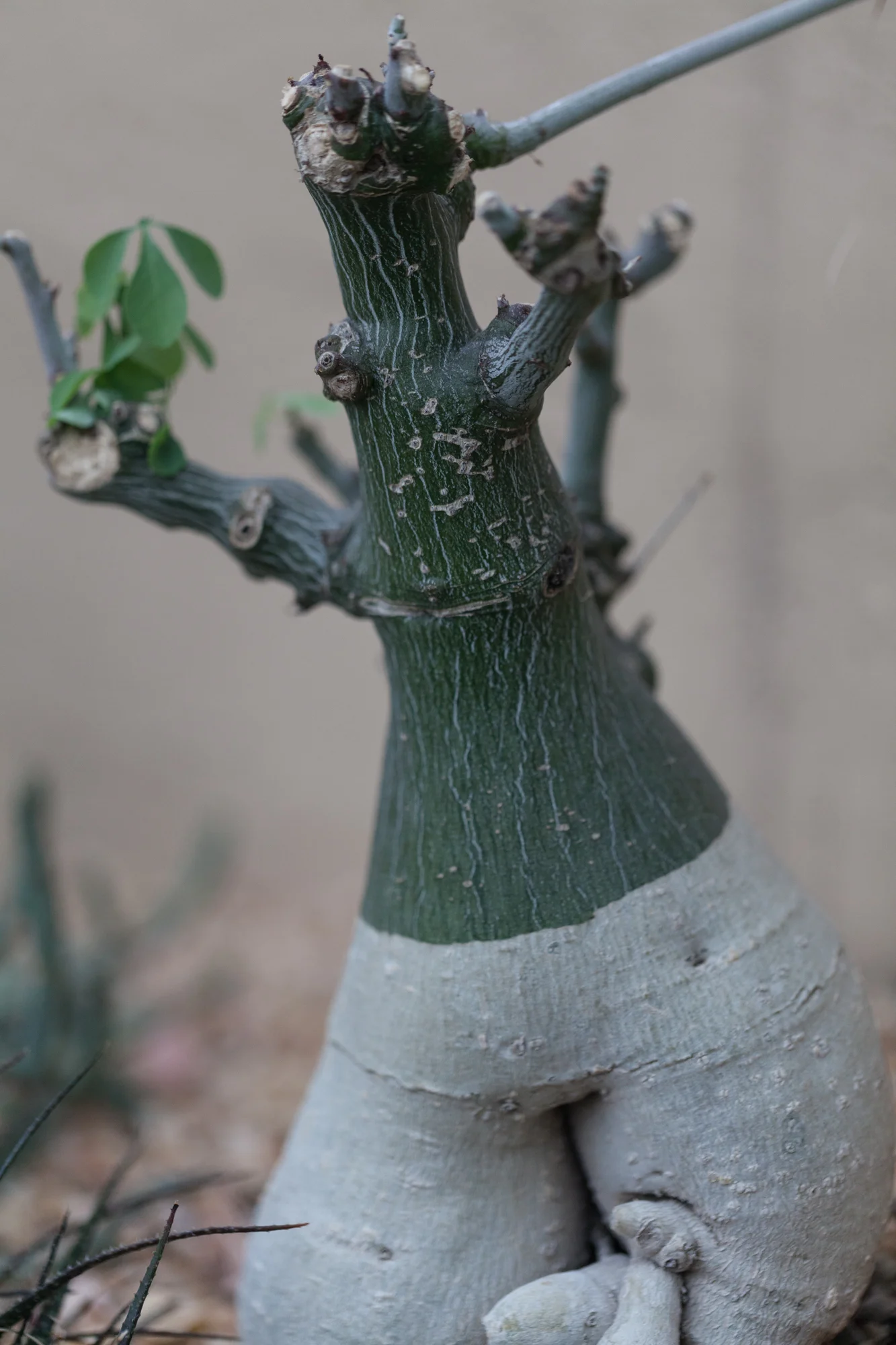 Adenia fruticosa or clover vine