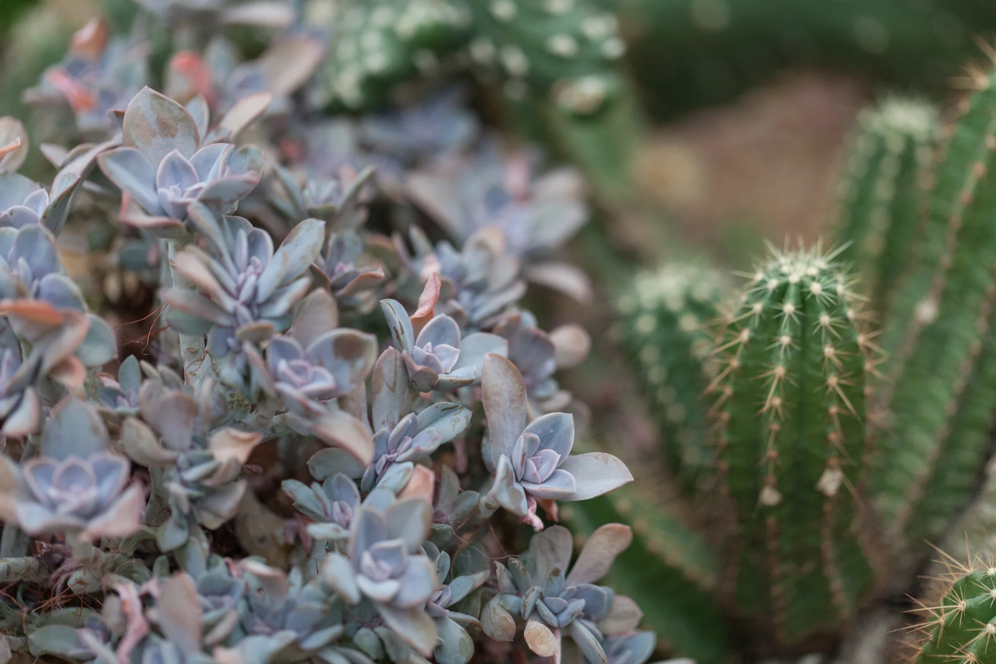 cacti-Garfield-Park-Conservatory-Homestead-Brooklyn.jpg