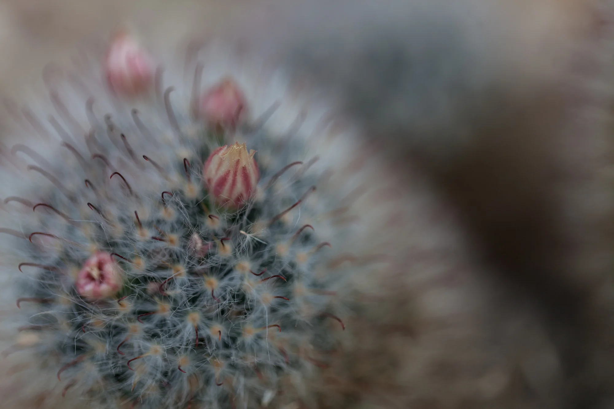 cacti-Garfield-Park-Conservatory-Homestead-Brooklyn.jpg