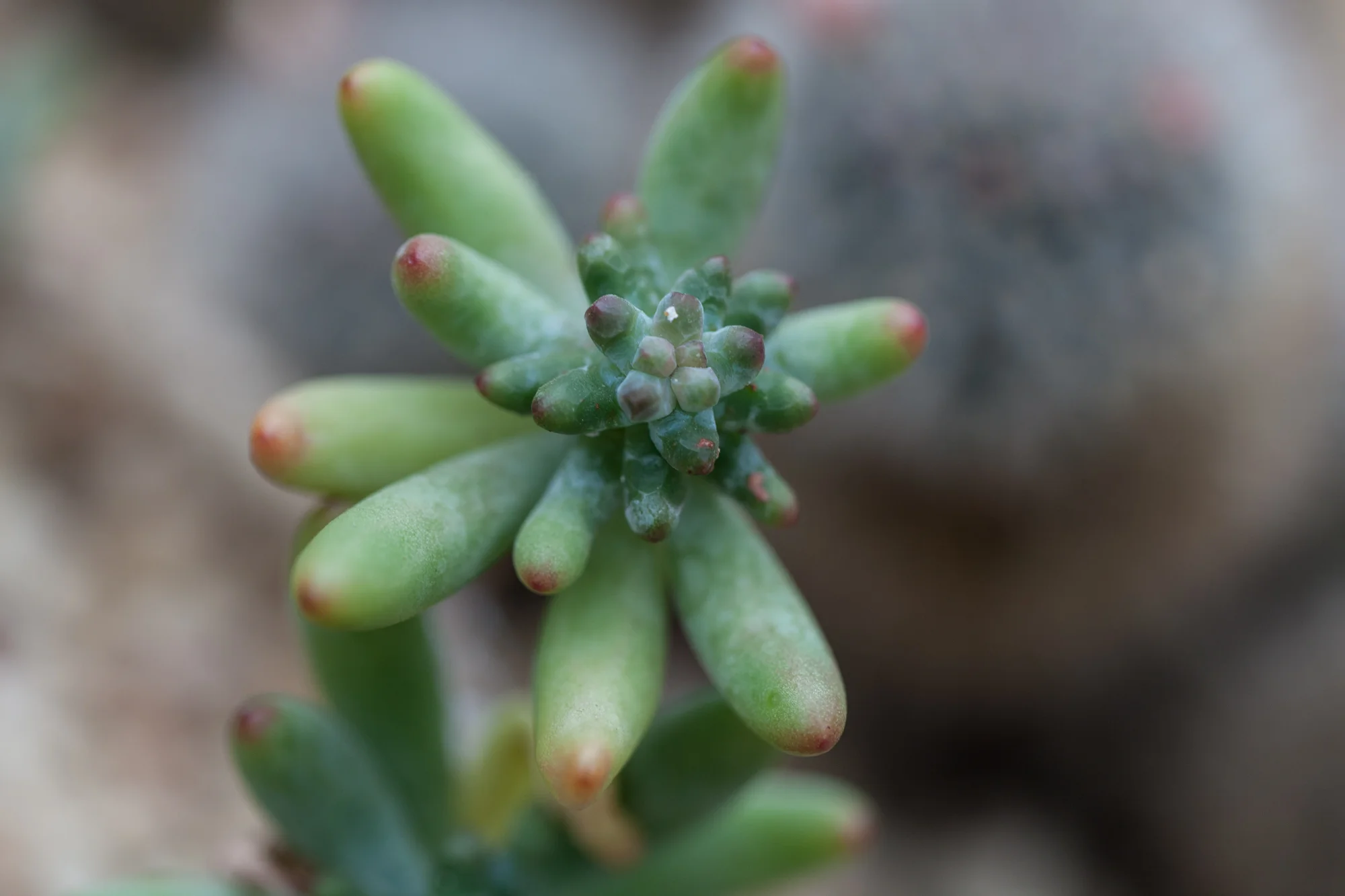 cacti-Garfield-Park-Conservatory-Homestead-Brooklyn.jpg