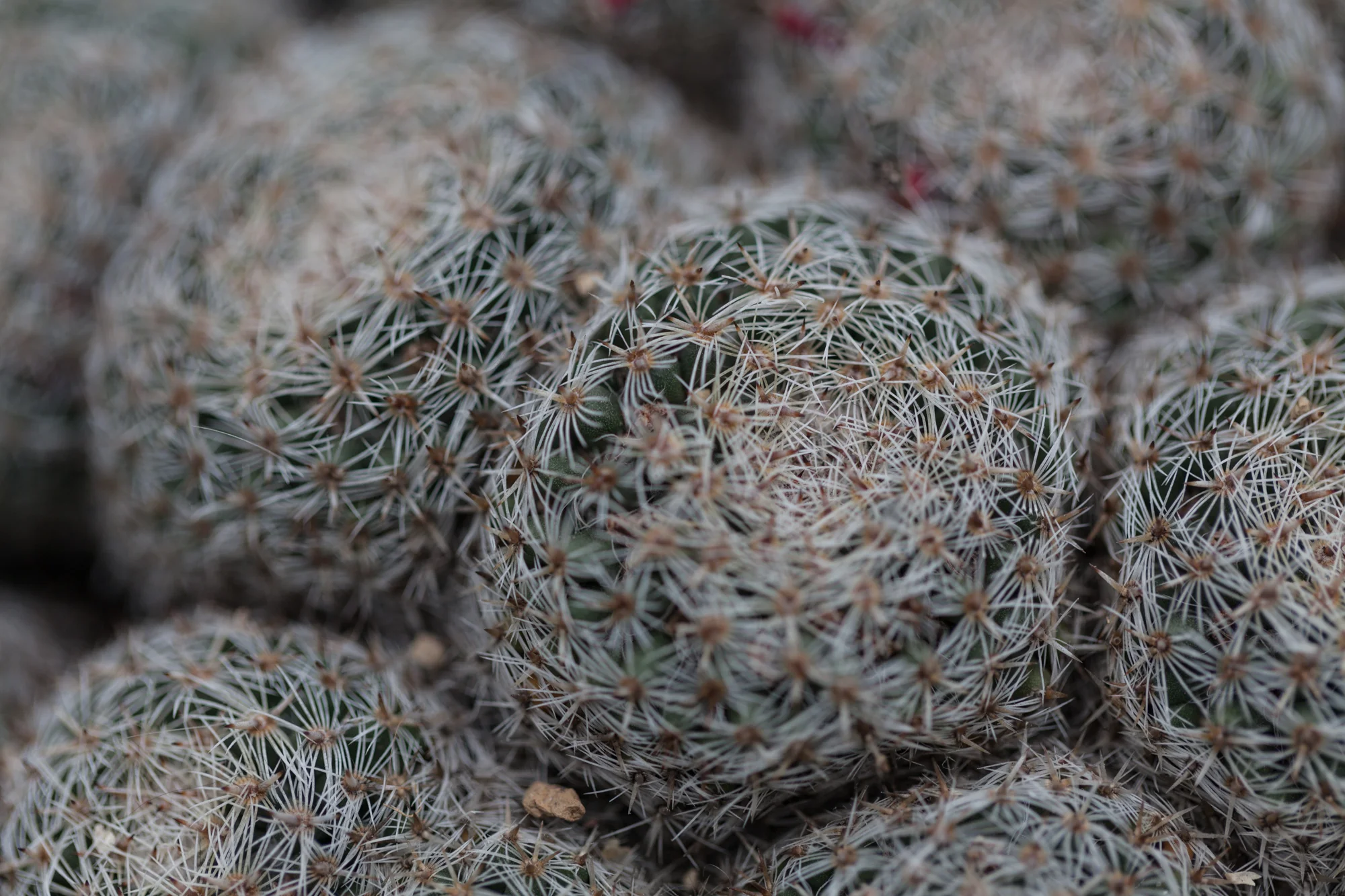 cacti-Garfield-Park-Conservatory-Homestead-Brooklyn.jpg