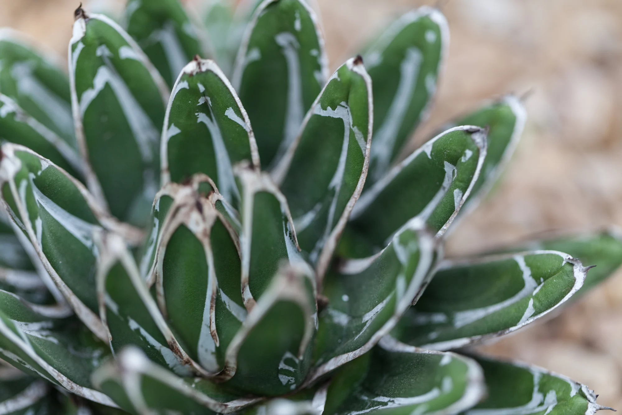 agave-Garfield-Park-Conservatory-Homestead-Brooklyn.jpg