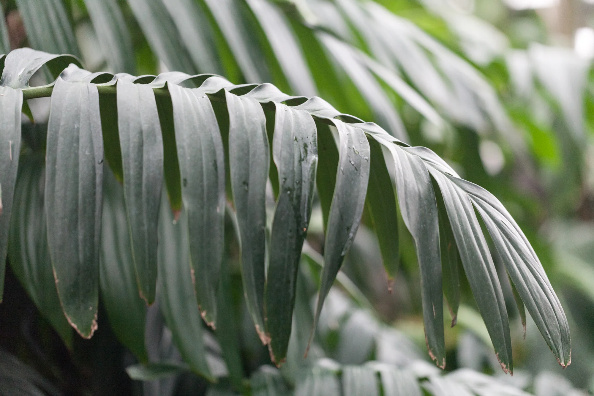 Creeping philodendron ( Rhaphidophora decursiva )