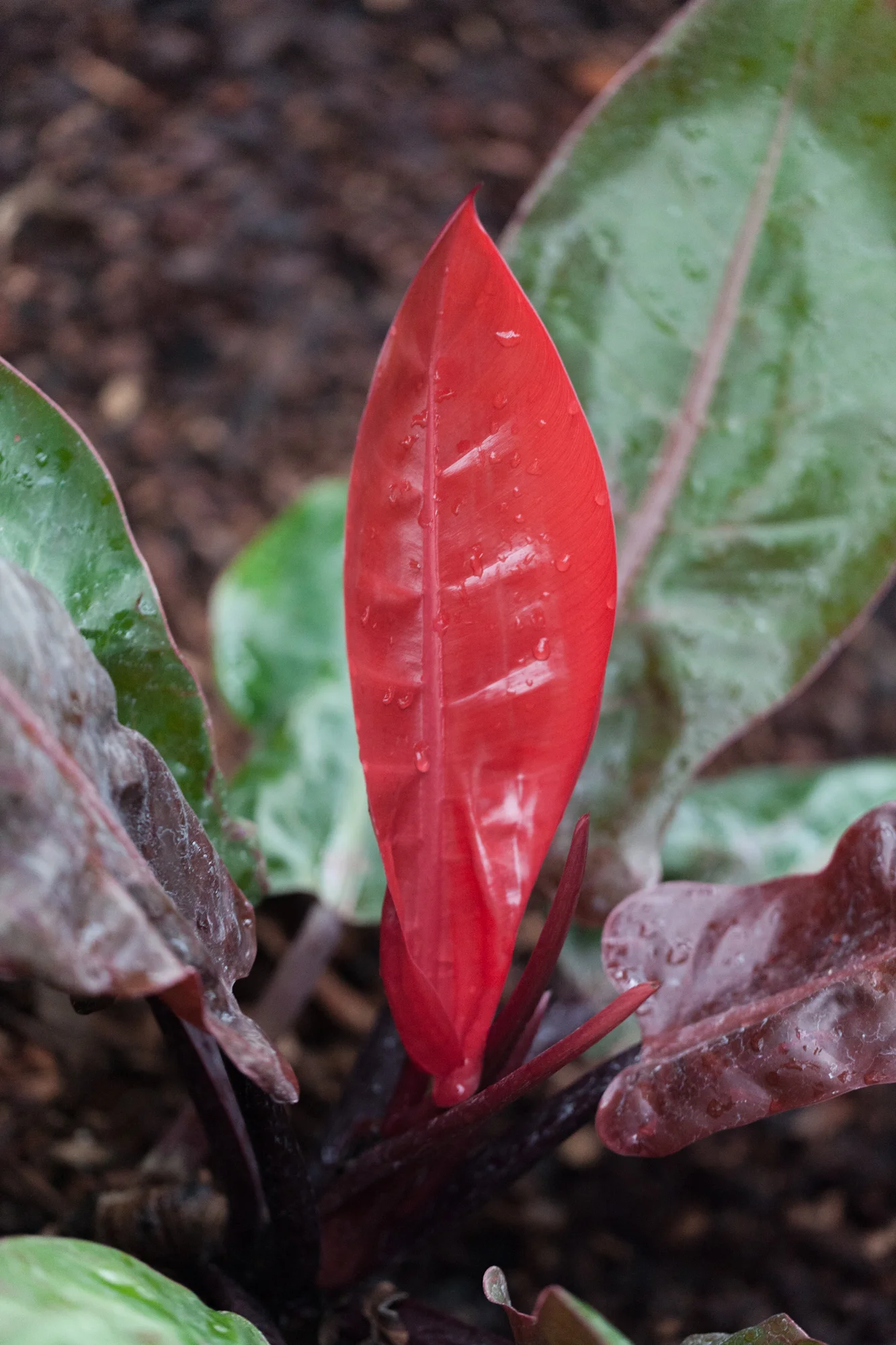 Philodendron 'Mandaianum'