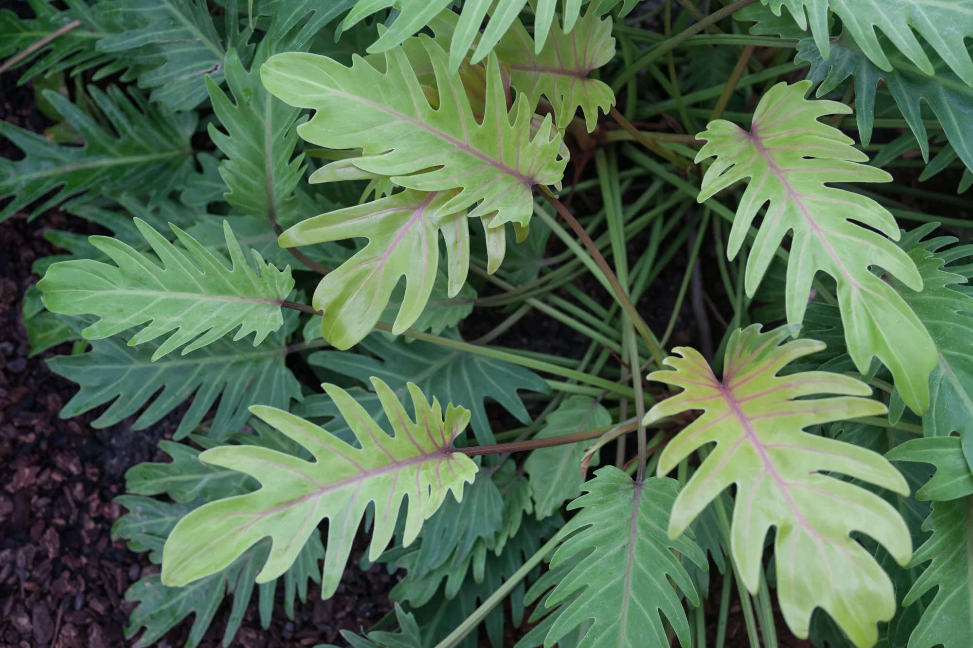 Philodendron-xanadu.jpg