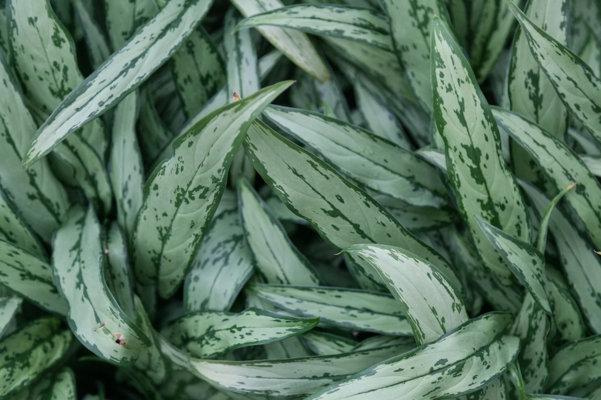 Aglaonema