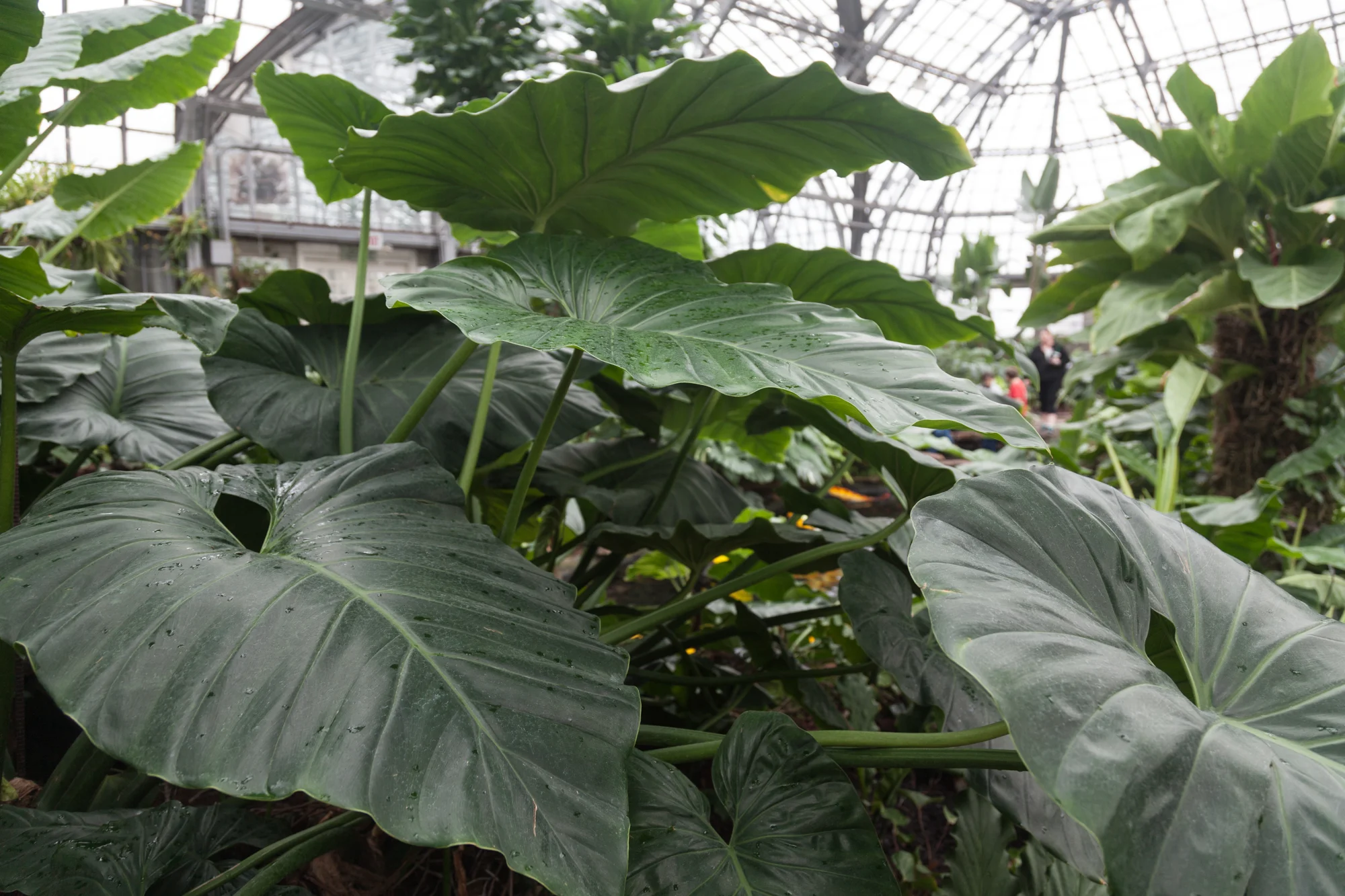 Alocasia macrorrhizos otherwise known as Borneo Giant Elephant Ear. 