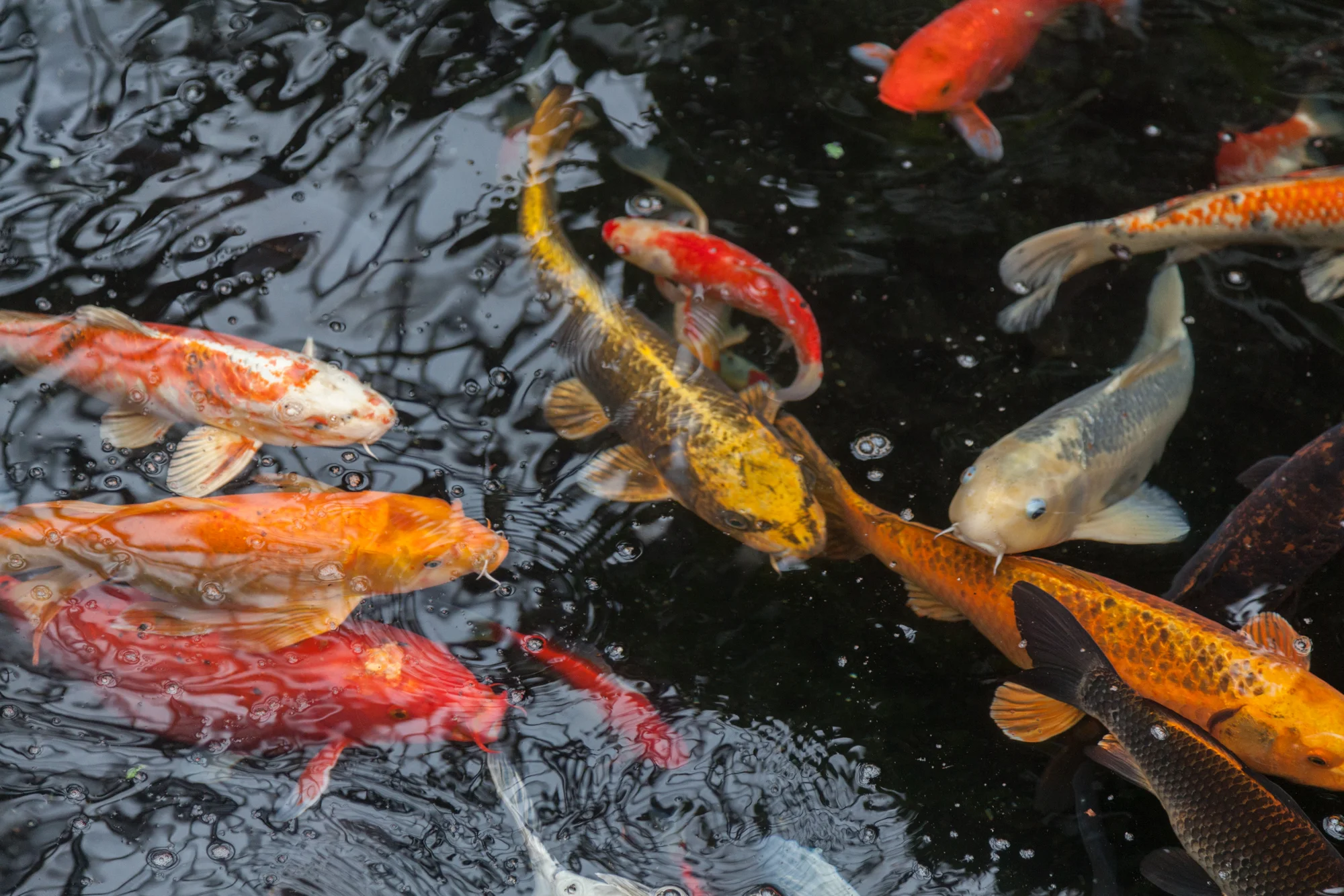 koi-pond-Aroid-House.jpg