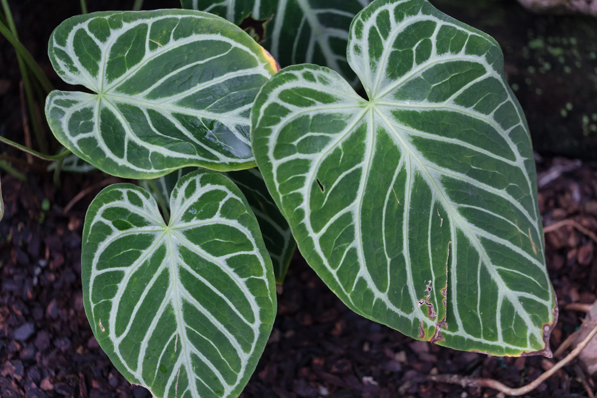 Crystal Anthurium (Anthurium crystallinum)