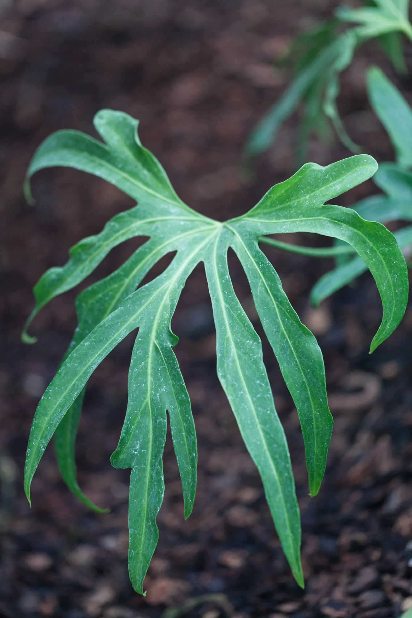 Anthurium podophyllum