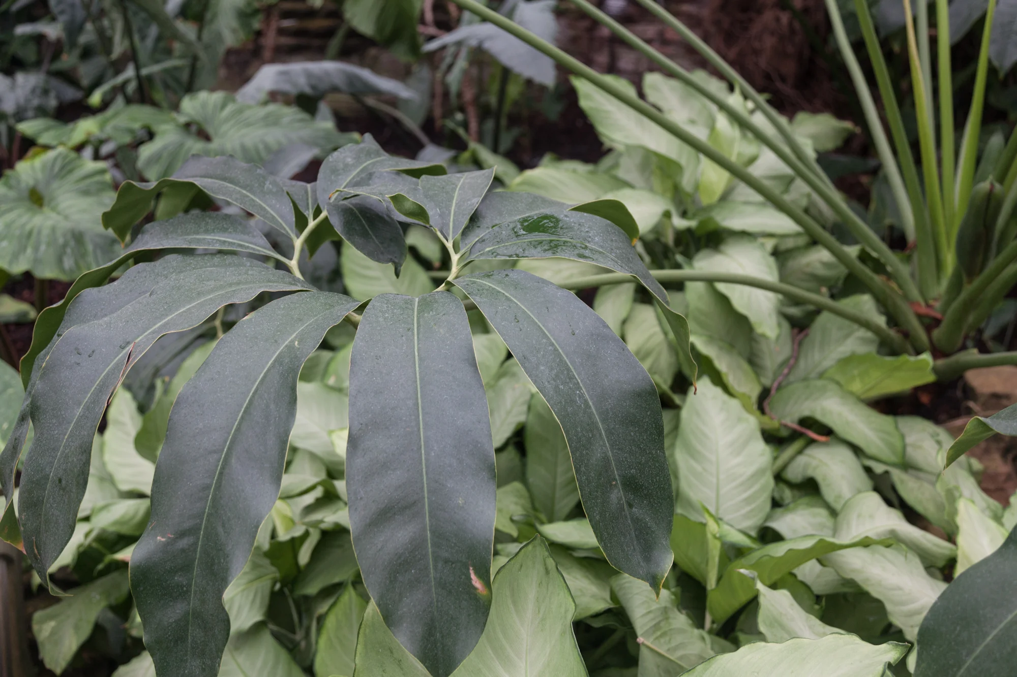 Philodendron goeldii