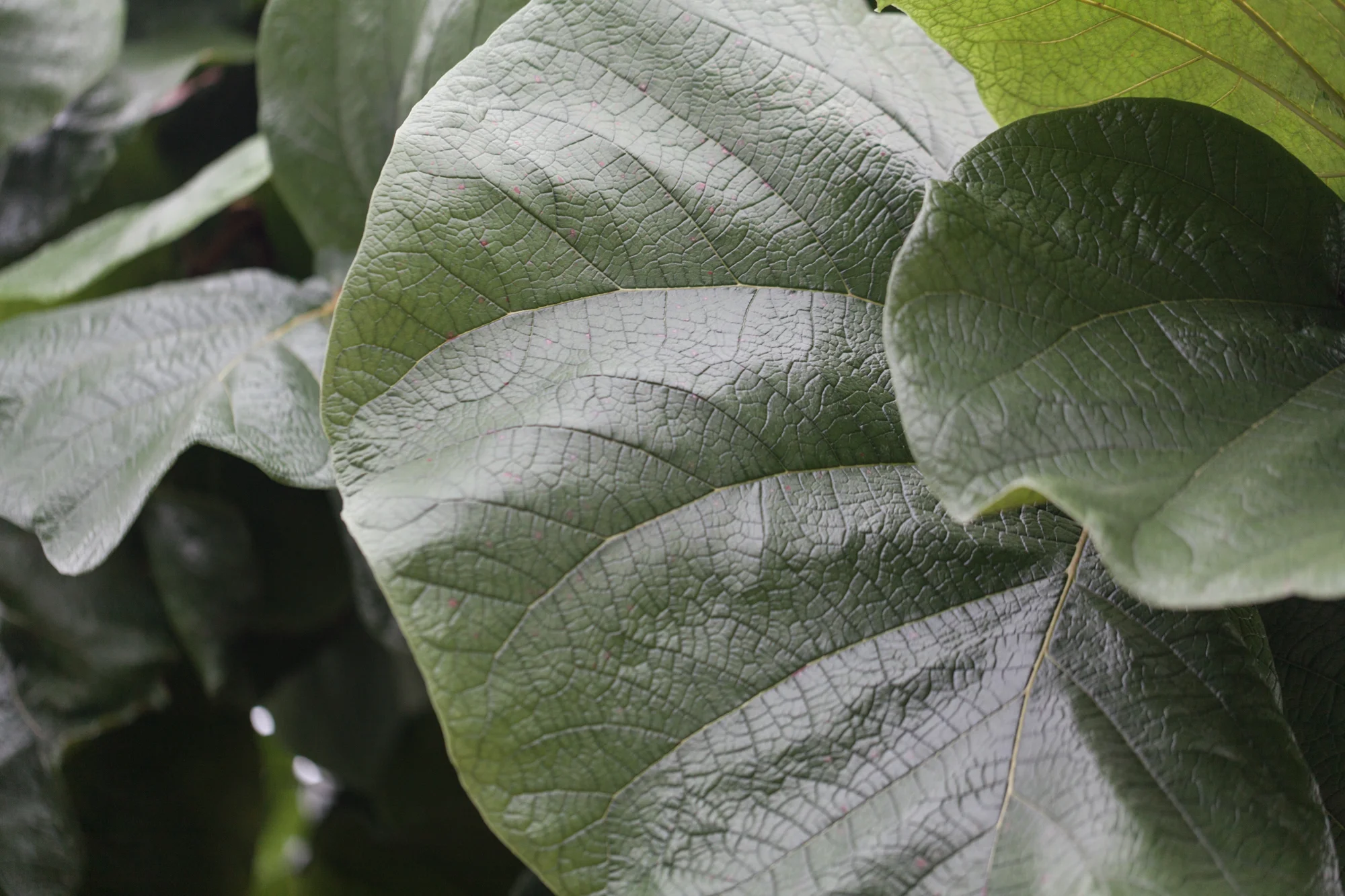 Cocoloba granifolia