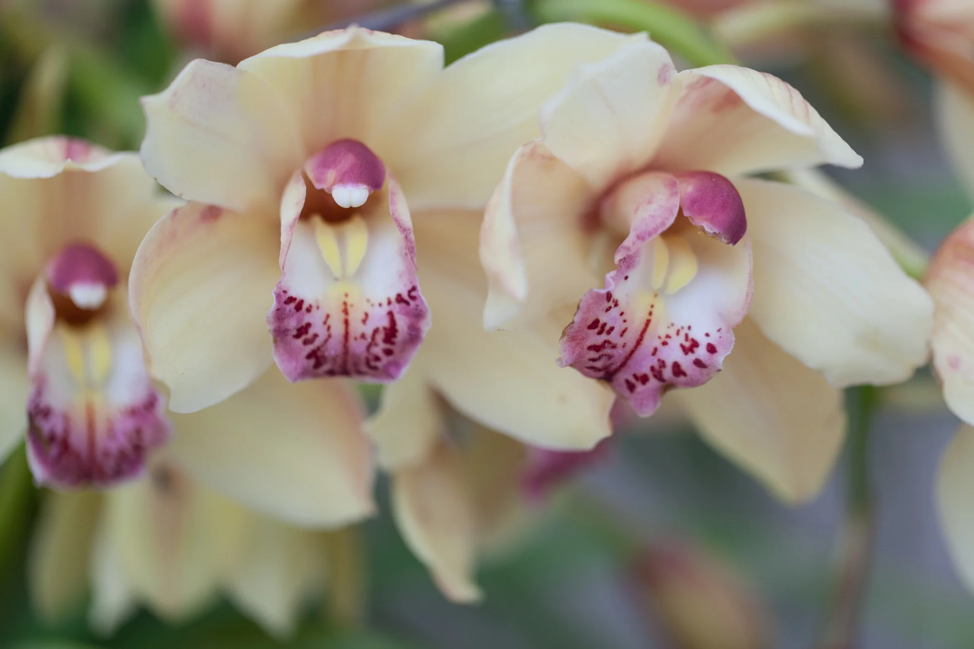 orchids-Garfield-Park-Conservatory.jpg