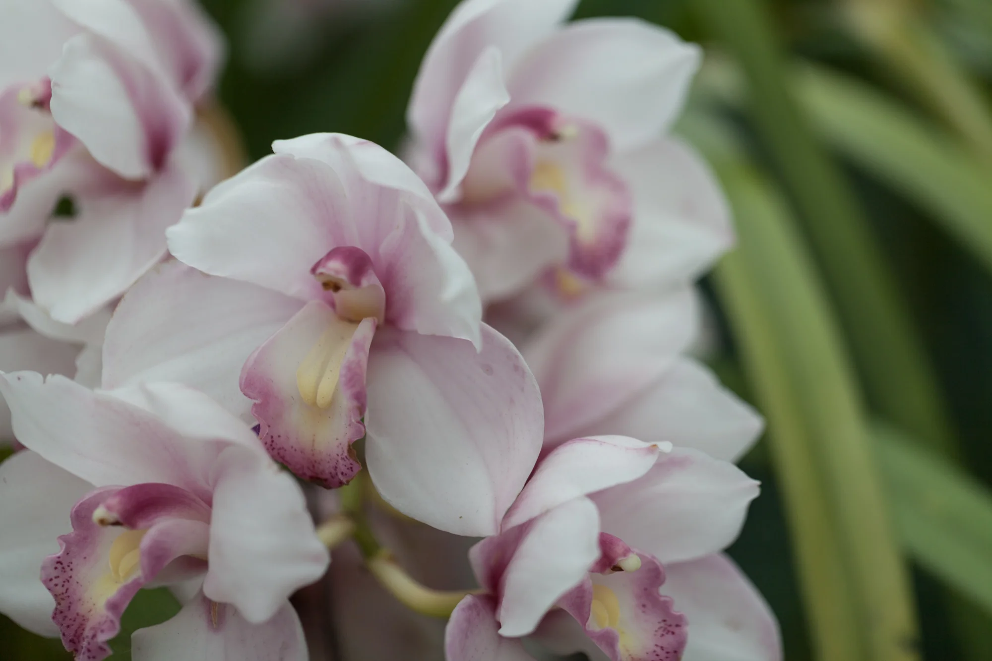 orchids-Garfield-Park-Conservatory.jpg