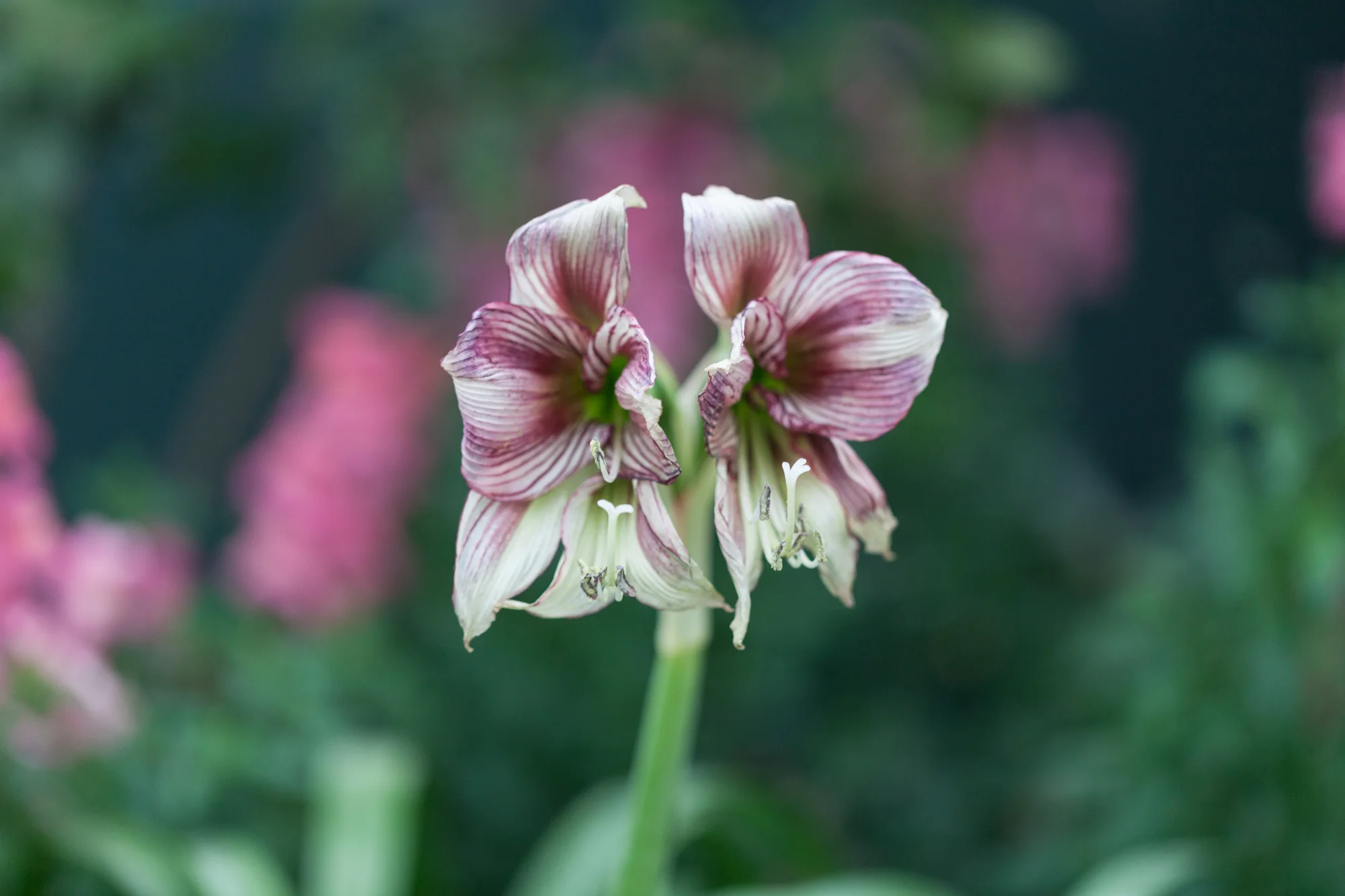 flowers-Garfield-Conservatory-Chicago-Homestead-Brooklyn.jpg