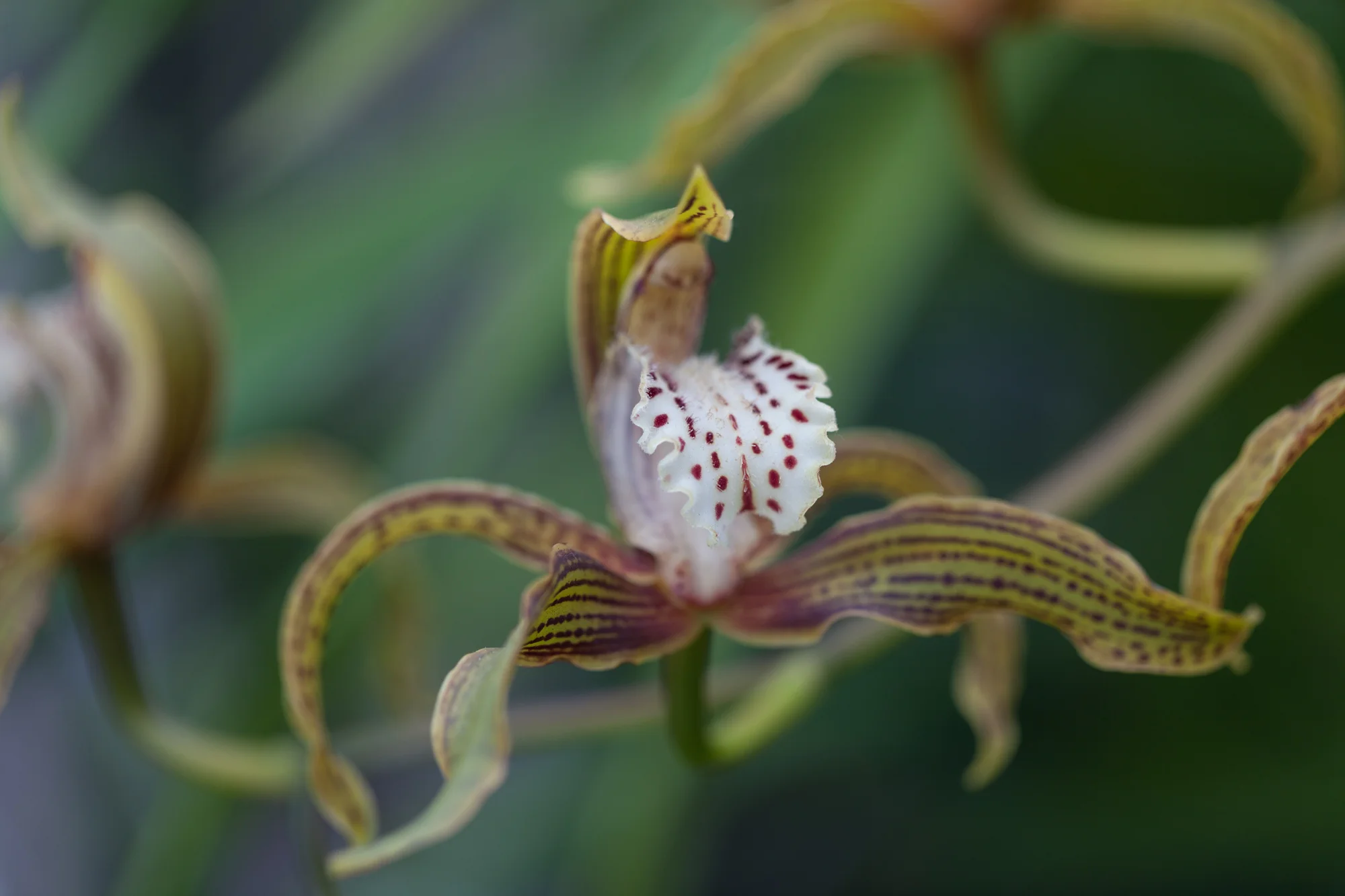 orchids-Garfield-Park-Conservatory.jpg