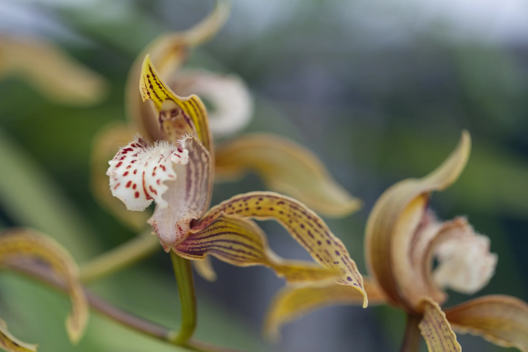 orchids-Garfield-Park-Conservatory.jpg