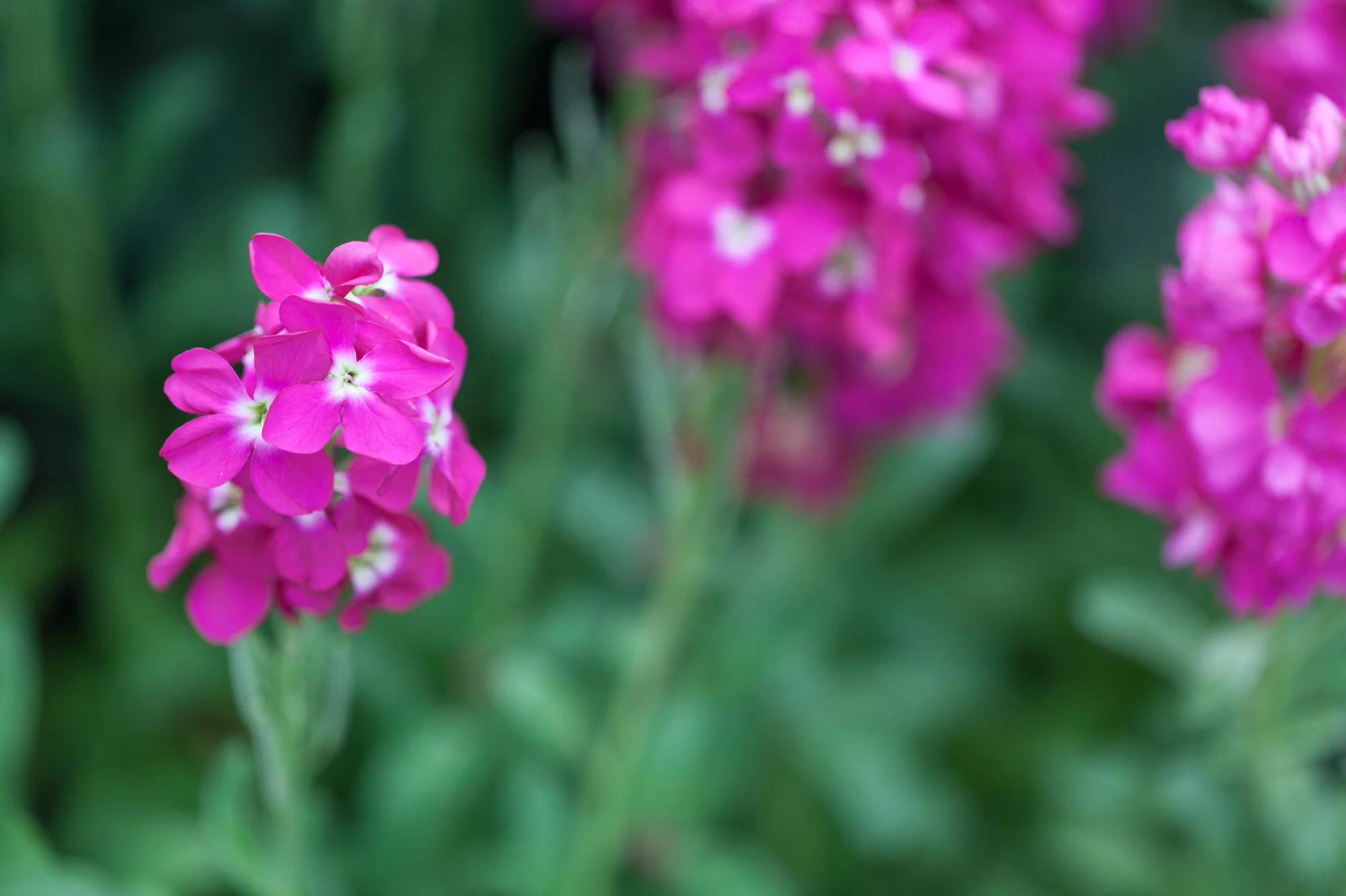 Matthiola