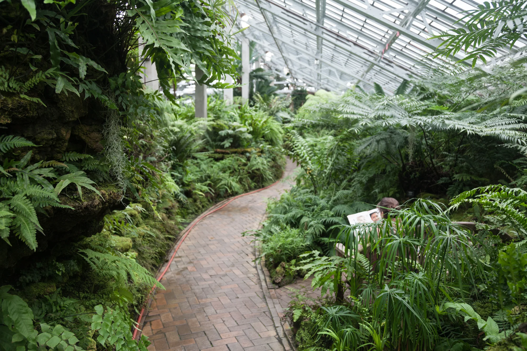 Fern-Room-Garfield-Park-Conservatory.jpg