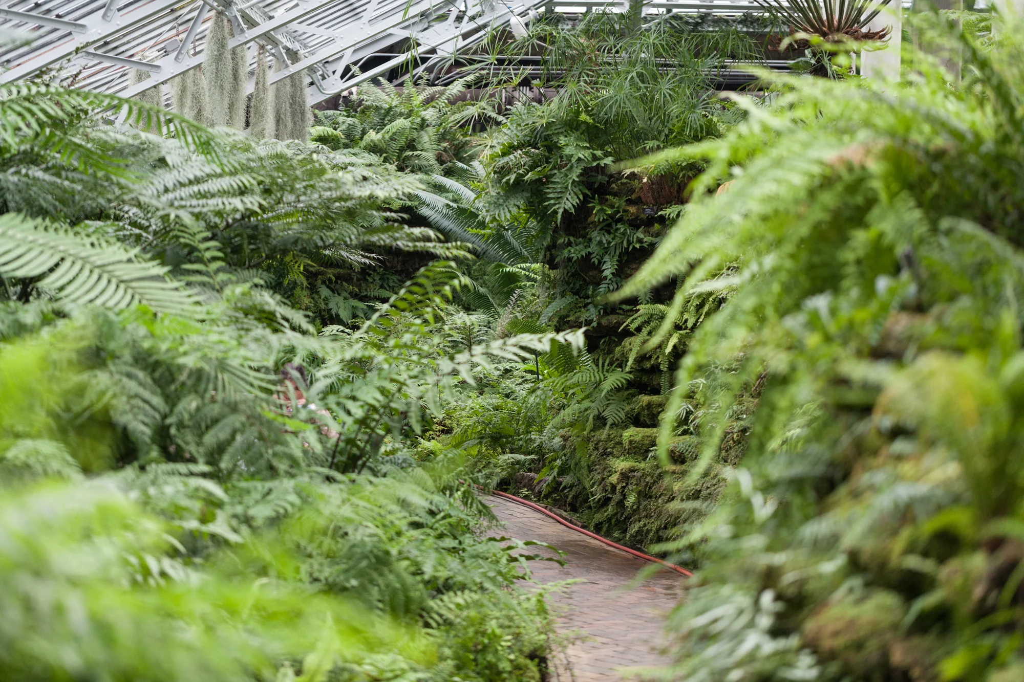 Fern-Room-Garfield-Park-Conservatory.jpg