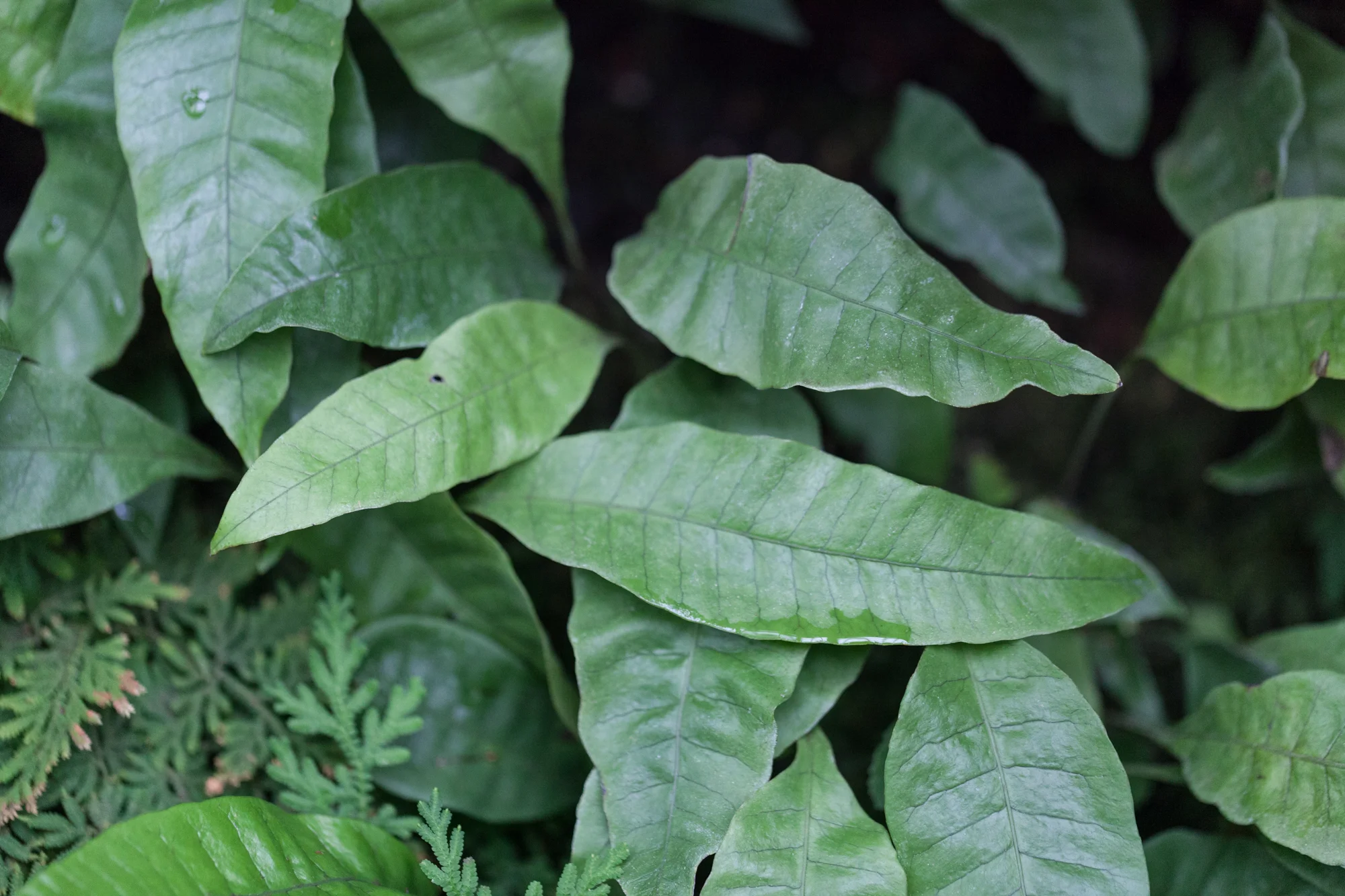 Fern-Room-Garfield-Park-Conservatory.jpg