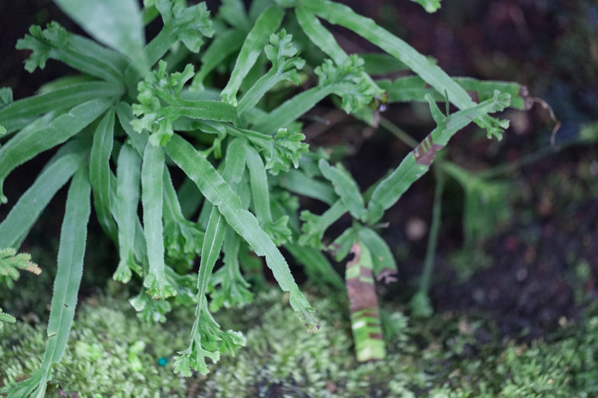 Fern-Room-Garfield-Park-Conservatory.jpg