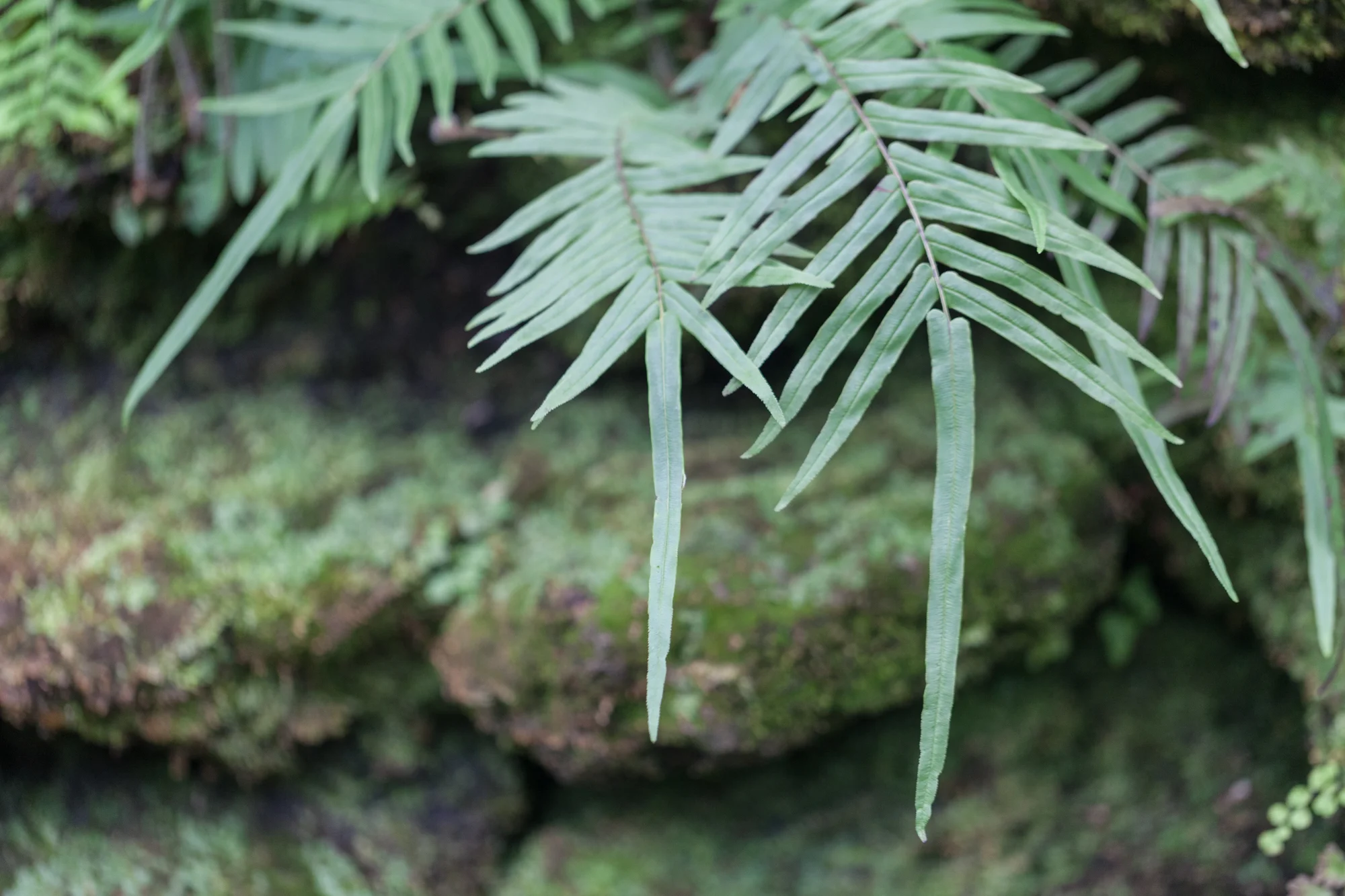Fern-Room-Garfield-Park-Conservatory.jpg