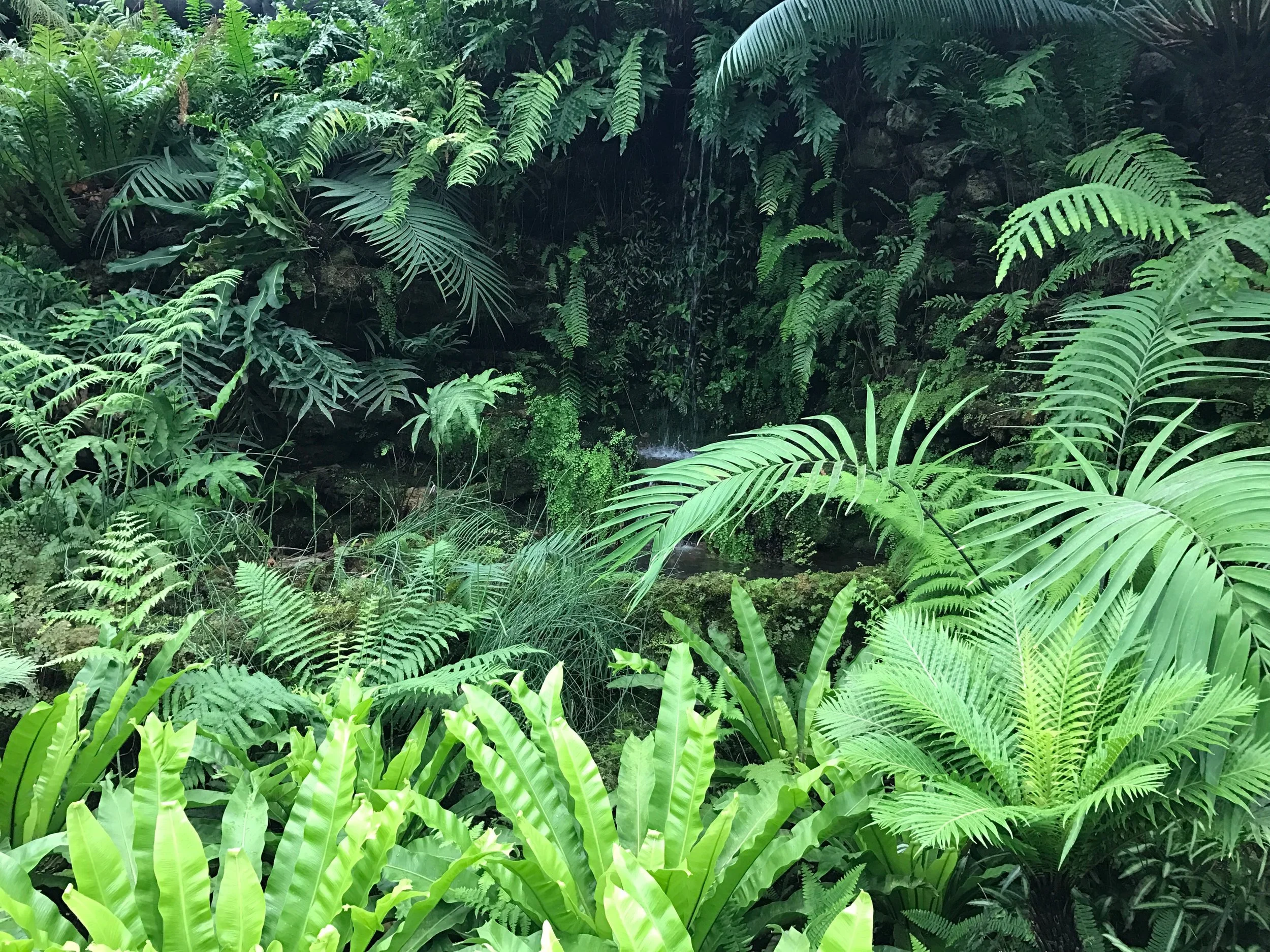 Fern-Room-Garfield-Park-Conservatory.jpg