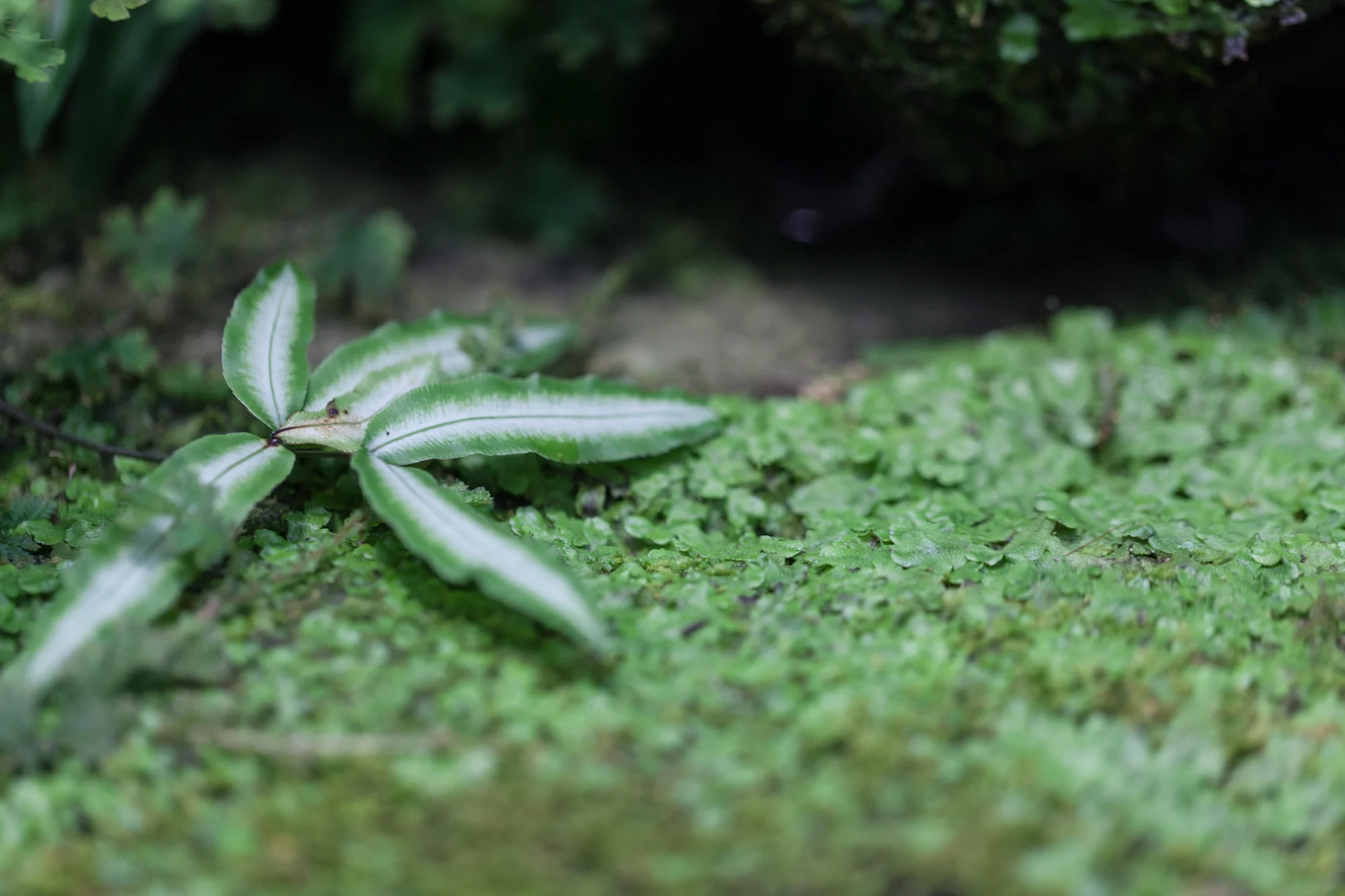Fern-Room-Garfield-Park-Conservatory.jpg