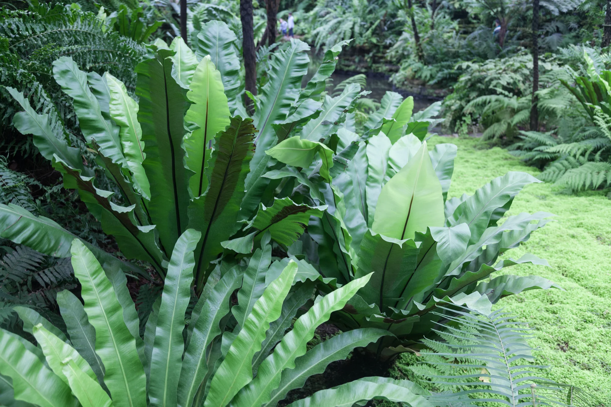 Fern-Room-Garfield-Park-Conservatory.jpg
