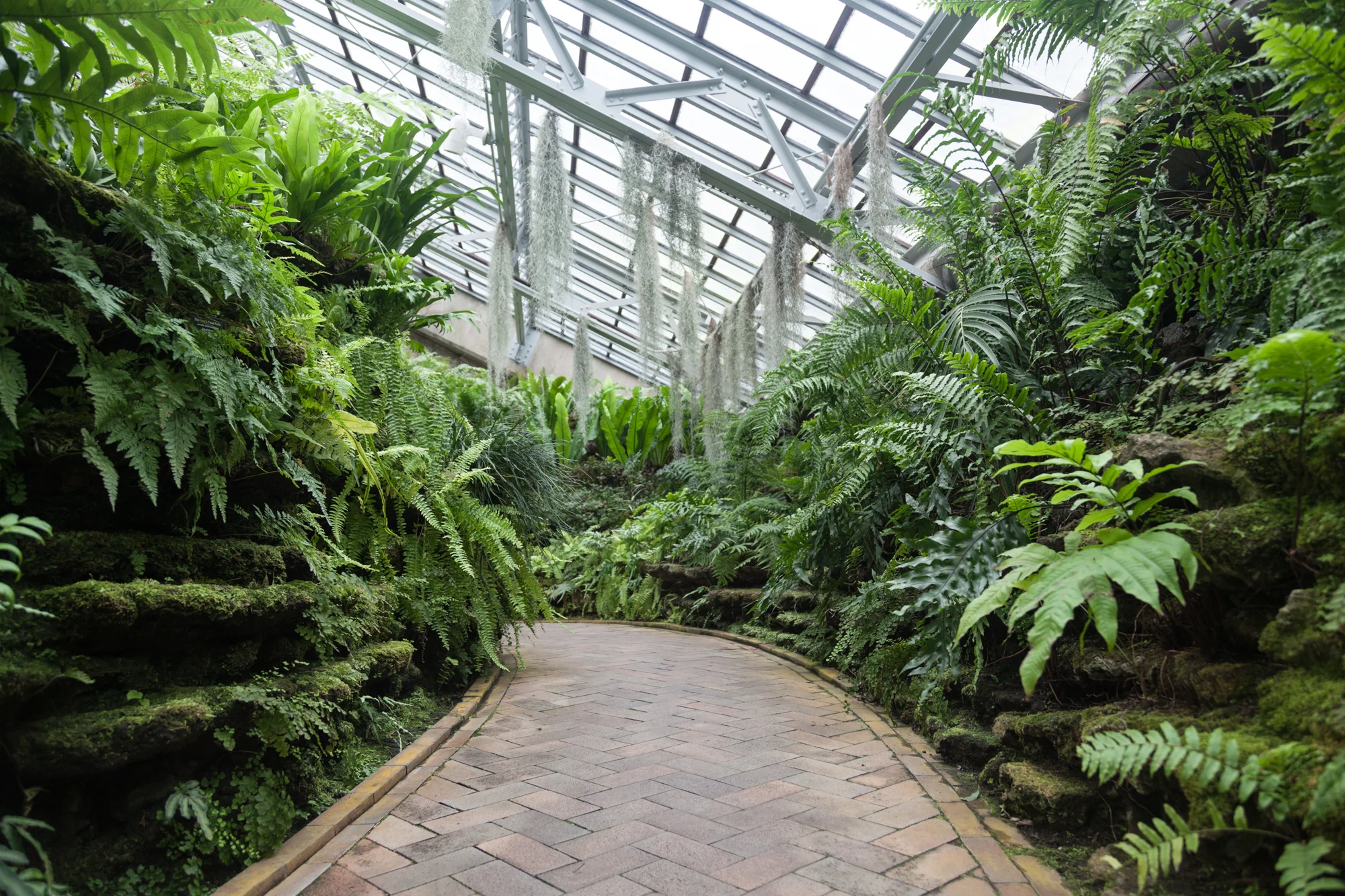 Fern-Room-Garfield-Park-Conservatory.jpg