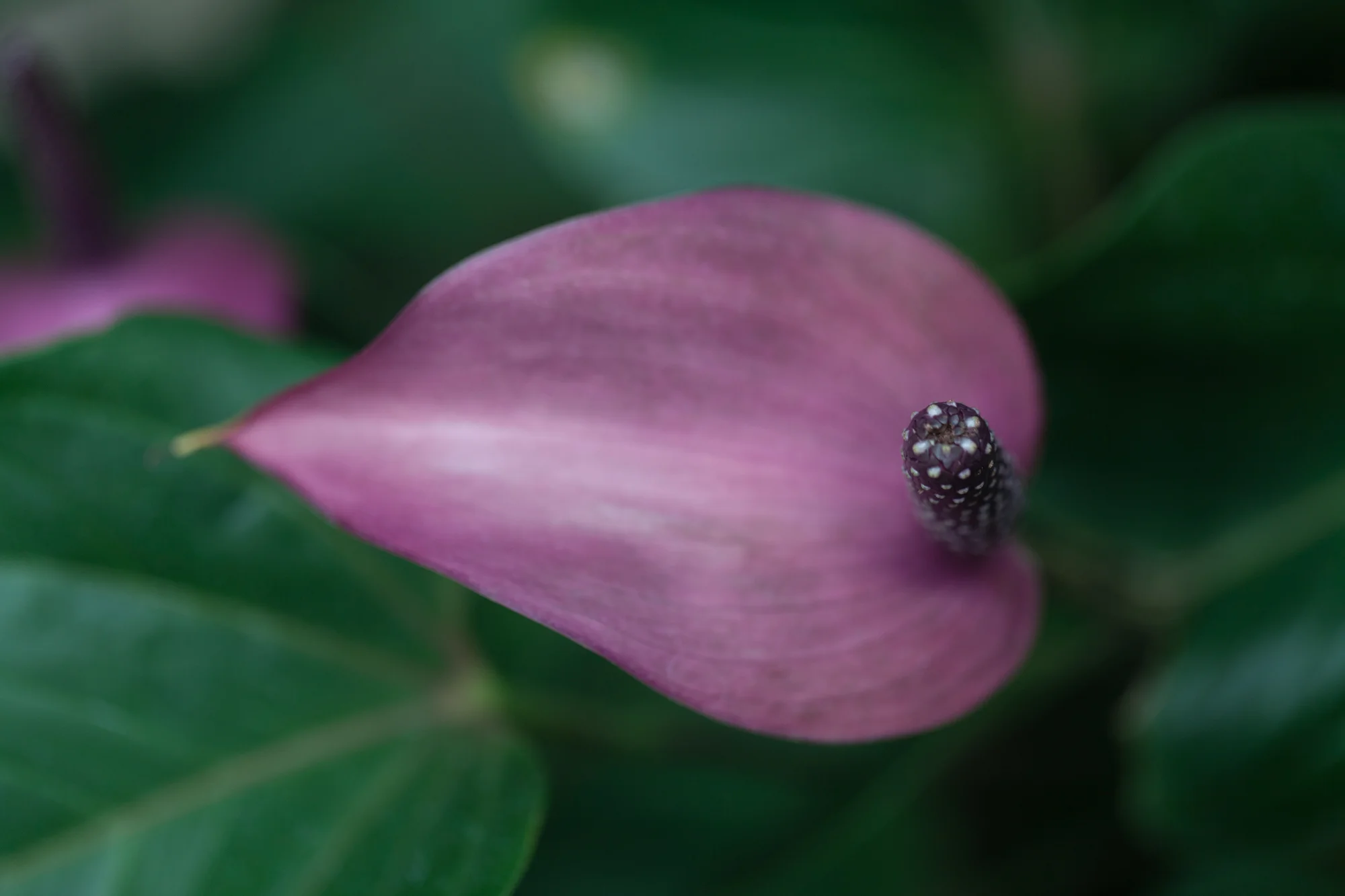 Flamingo flower at the Lincoln Park Conservatory