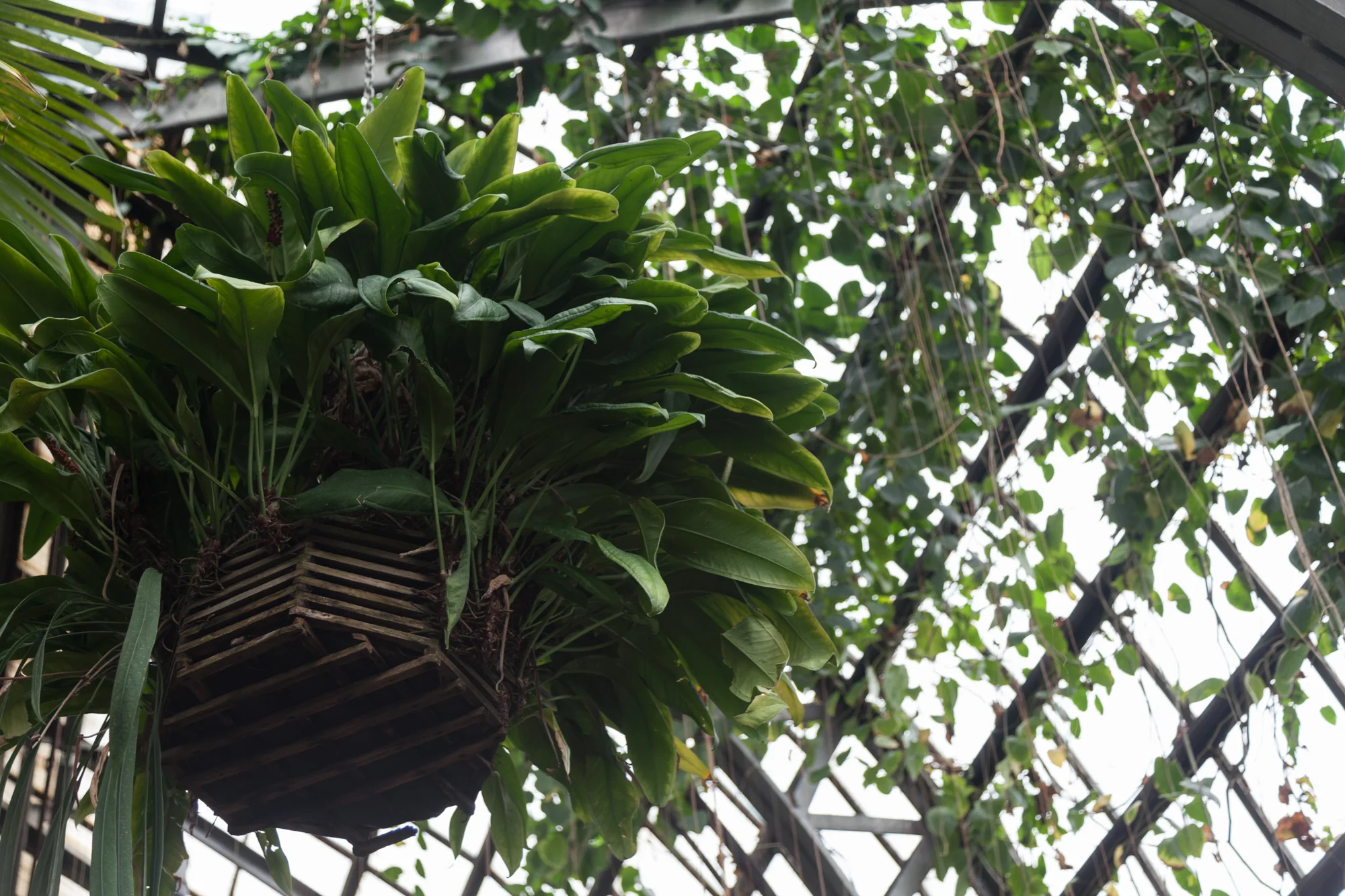 orchid-Lincoln-Park-Conservatory.jpg