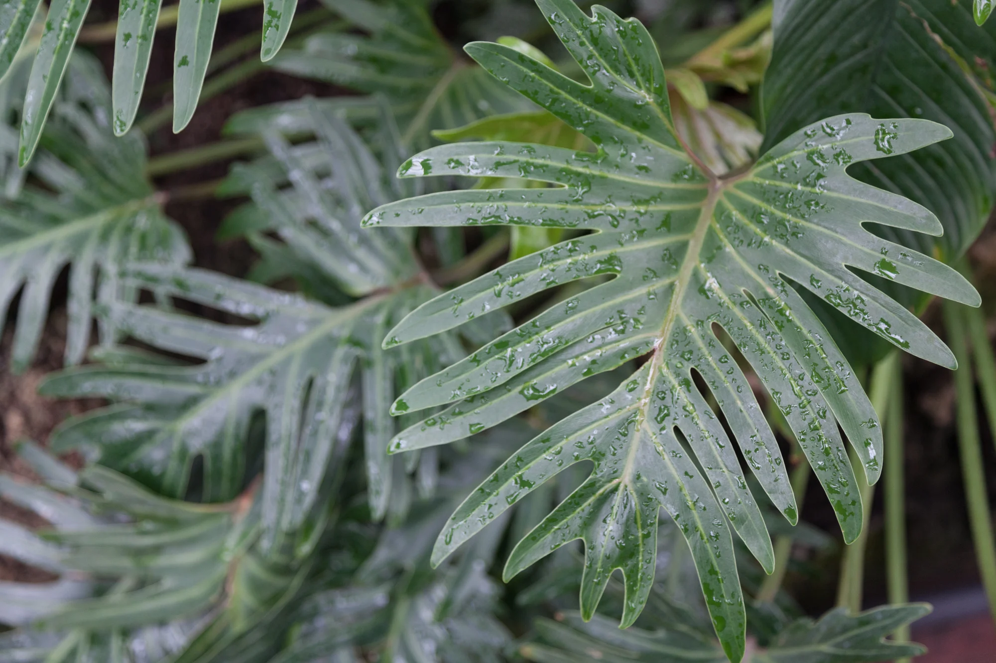 Philodendron.jpg