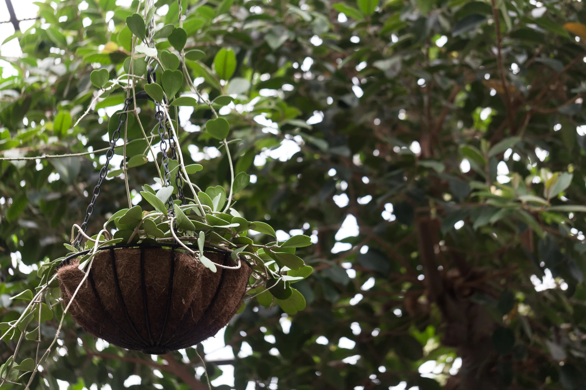 Hoya in a hanging basket, Lincoln Park Conservatory.