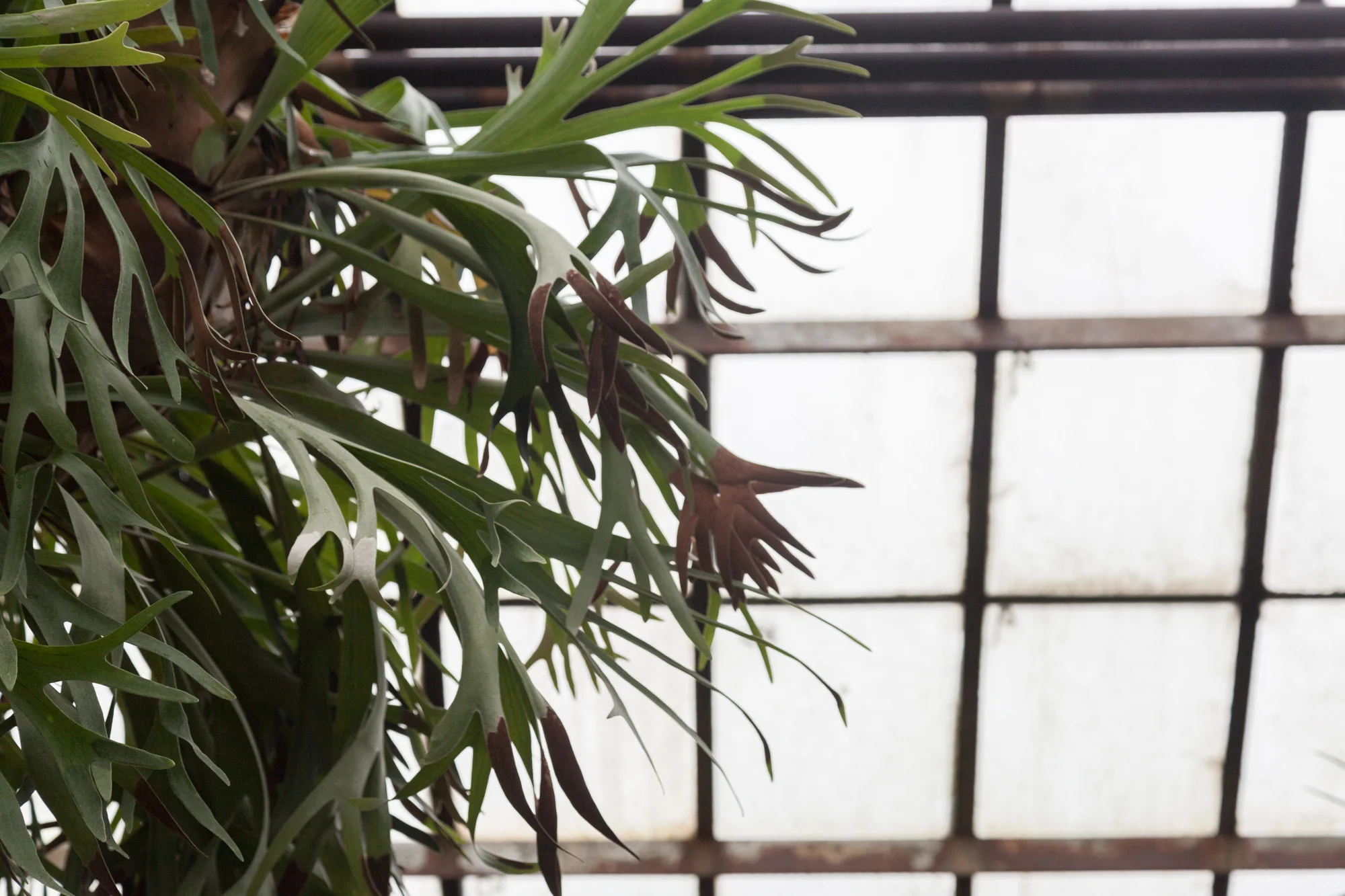 Lincoln-Park-Conservatory-staghorn-fern.jpg