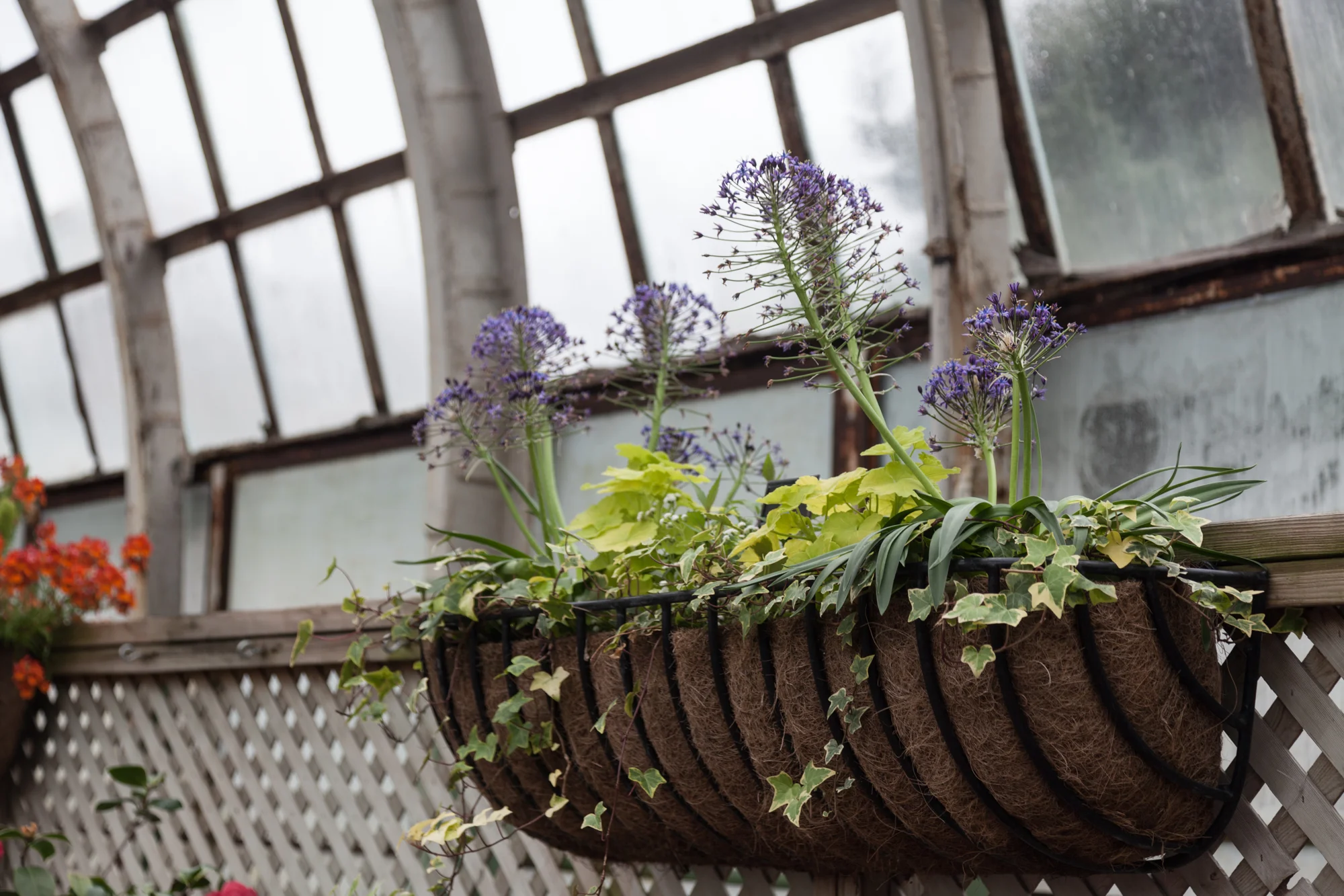 Lincoln-Park-Conservatory-Flowers.jpg