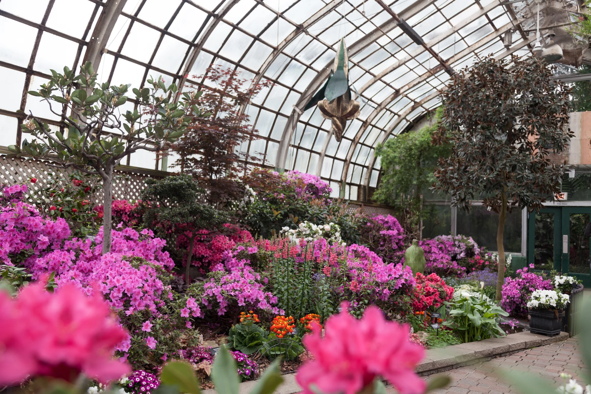 Lincoln-Park-Conservatory-Flowers.jpg