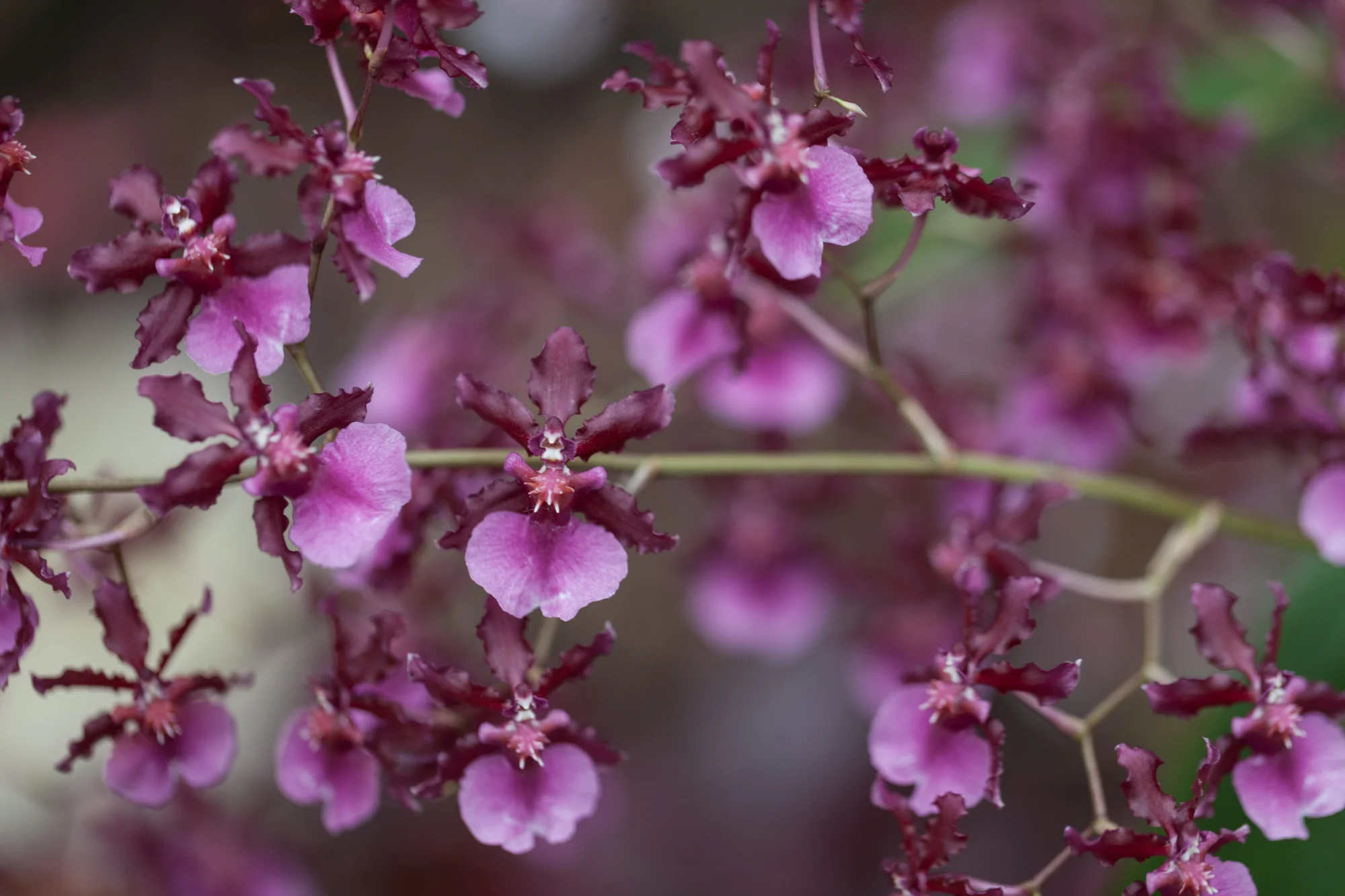 Lincoln-Park-Conservatory-Flowers.jpg